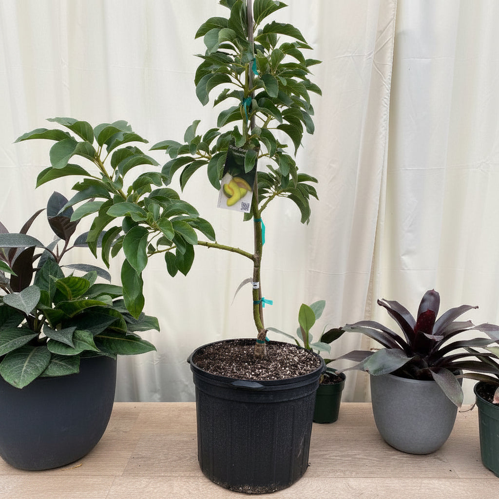 Young Cold Hardy Avocado (Persea Americana) fruit tree in a black nursery pot.