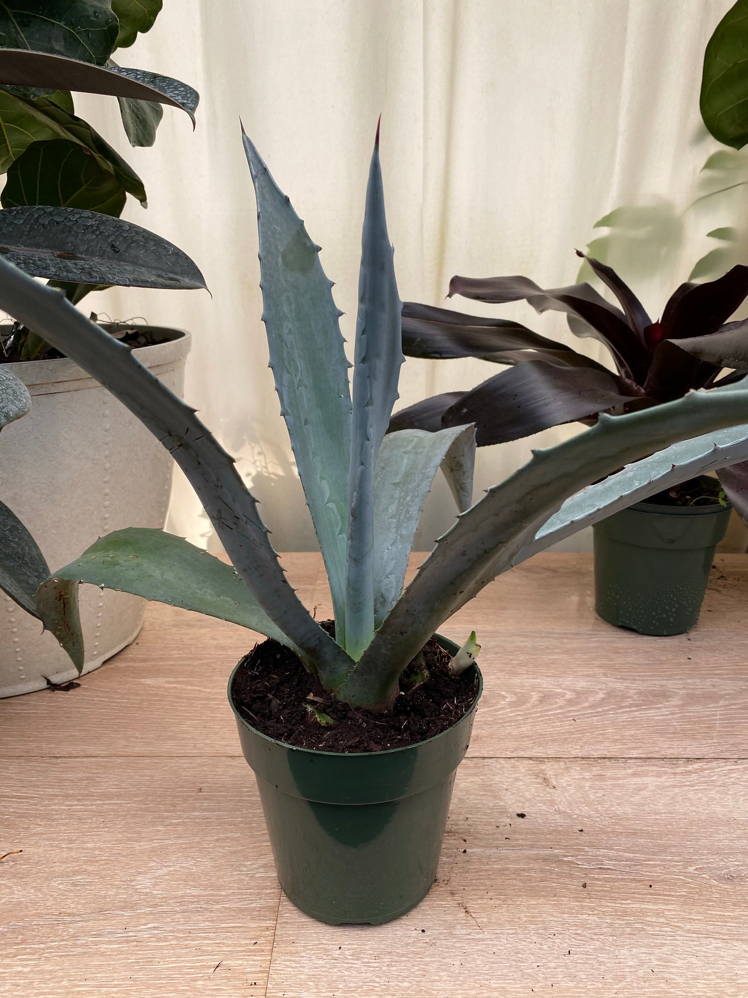 inside house view of Super Blue Agave Americana, Century Plant