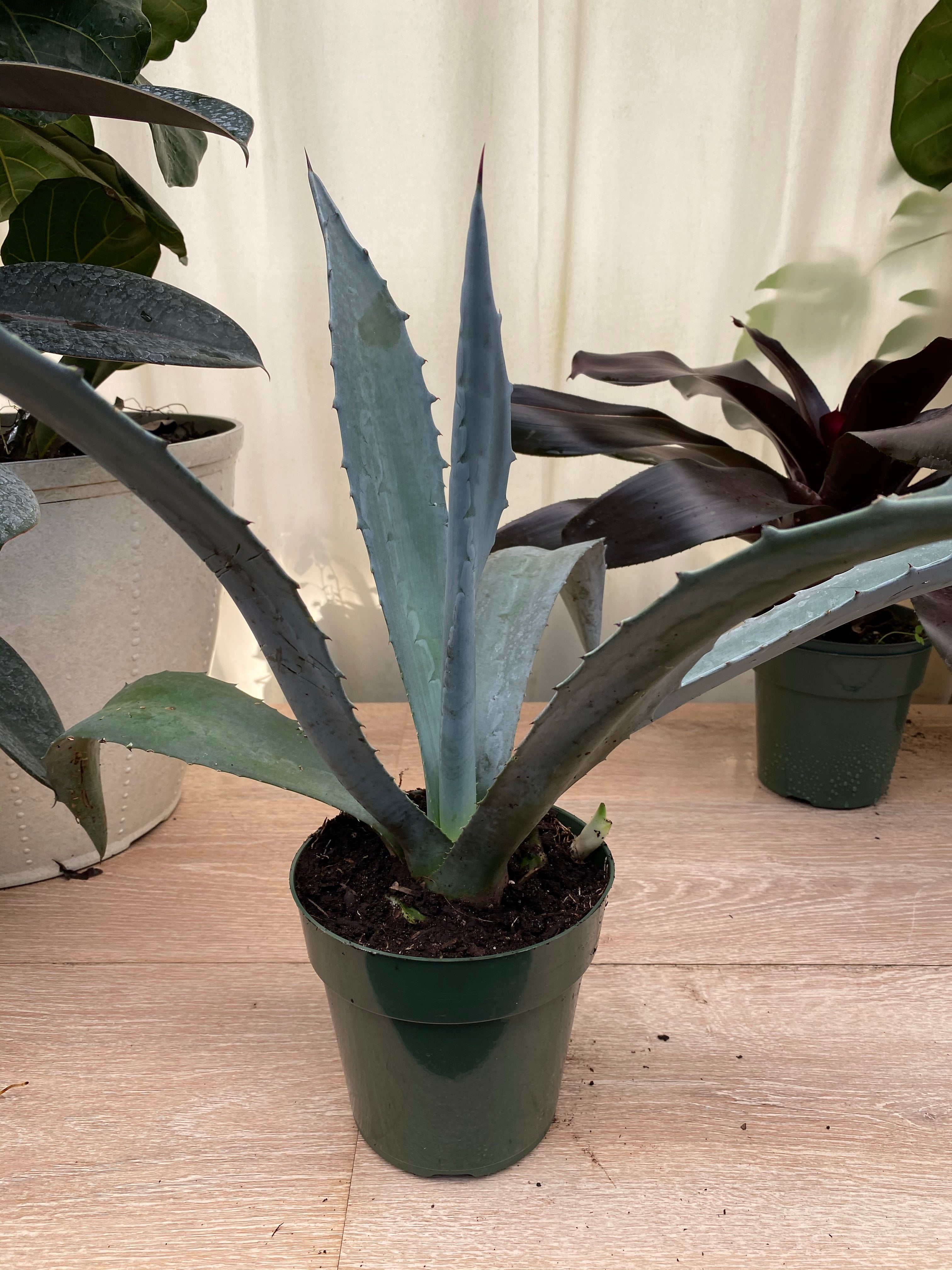 inside house view of Super Blue Agave Americana, Century Plant