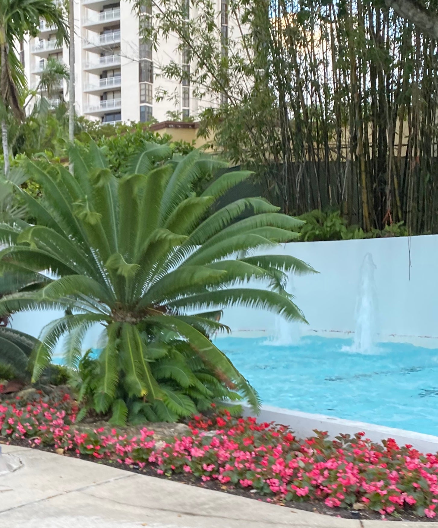 Dioon Edule Mexican Fern Palm beside pool
