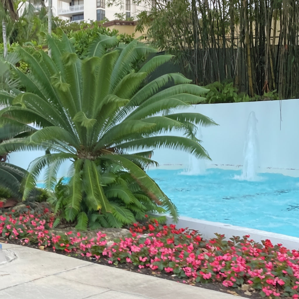 Mature Dioon Edule Mexican Fern Palm with large feathery arching green fronds beside a pool, showing full grown landscape appearance ideal for formal landscape vertical accents and tropical poolside gardens.