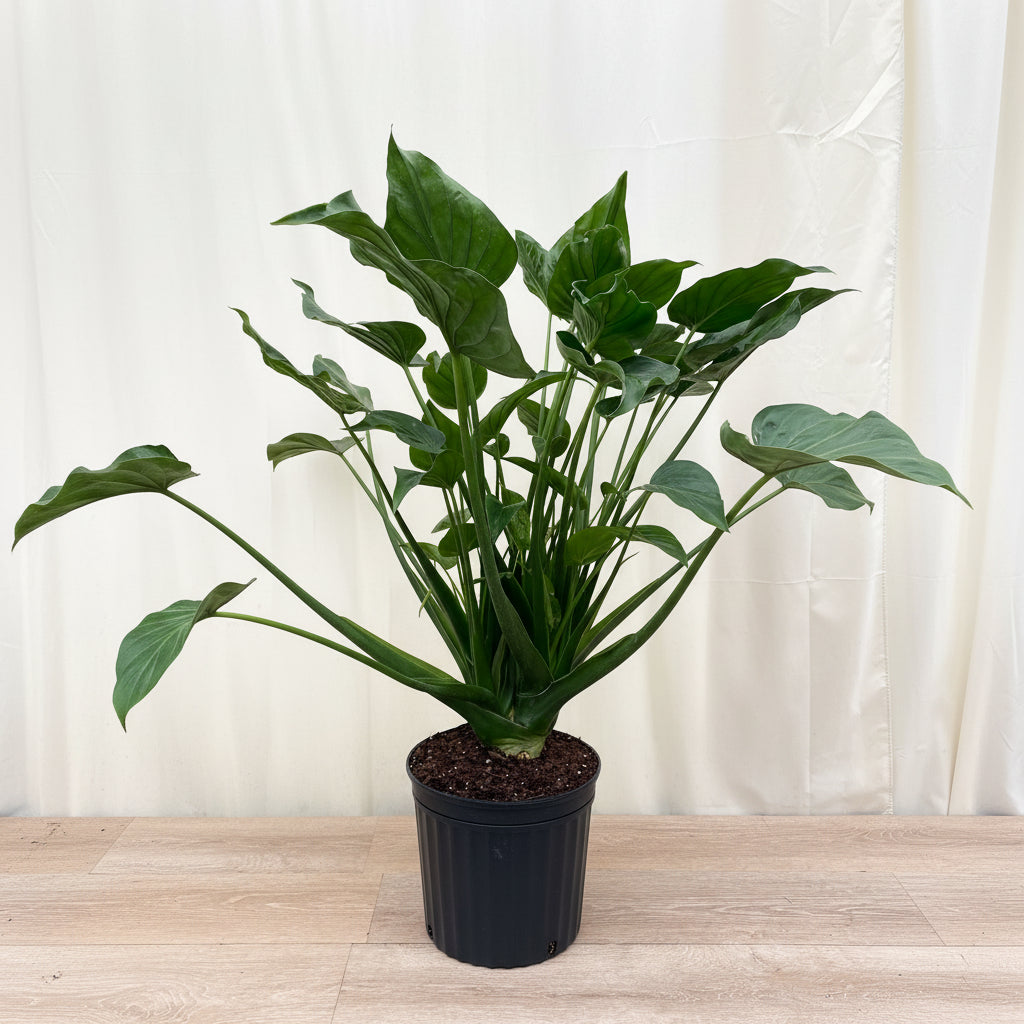 Alocasia Tiny Dancers, Live Tropical Indoor Plant in black pot in front of a wall