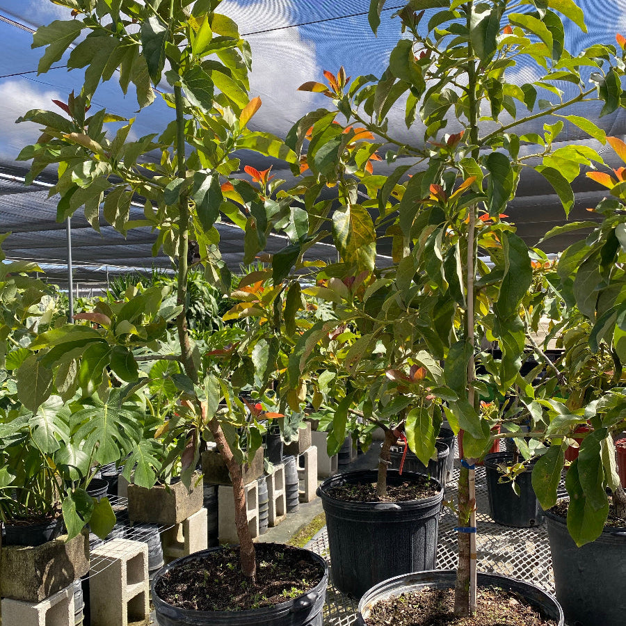 A potted young avocado tree with green and reddish leaves in a black nursery pot, standing on a metal grid floor inside a greenhouse among other potted plants