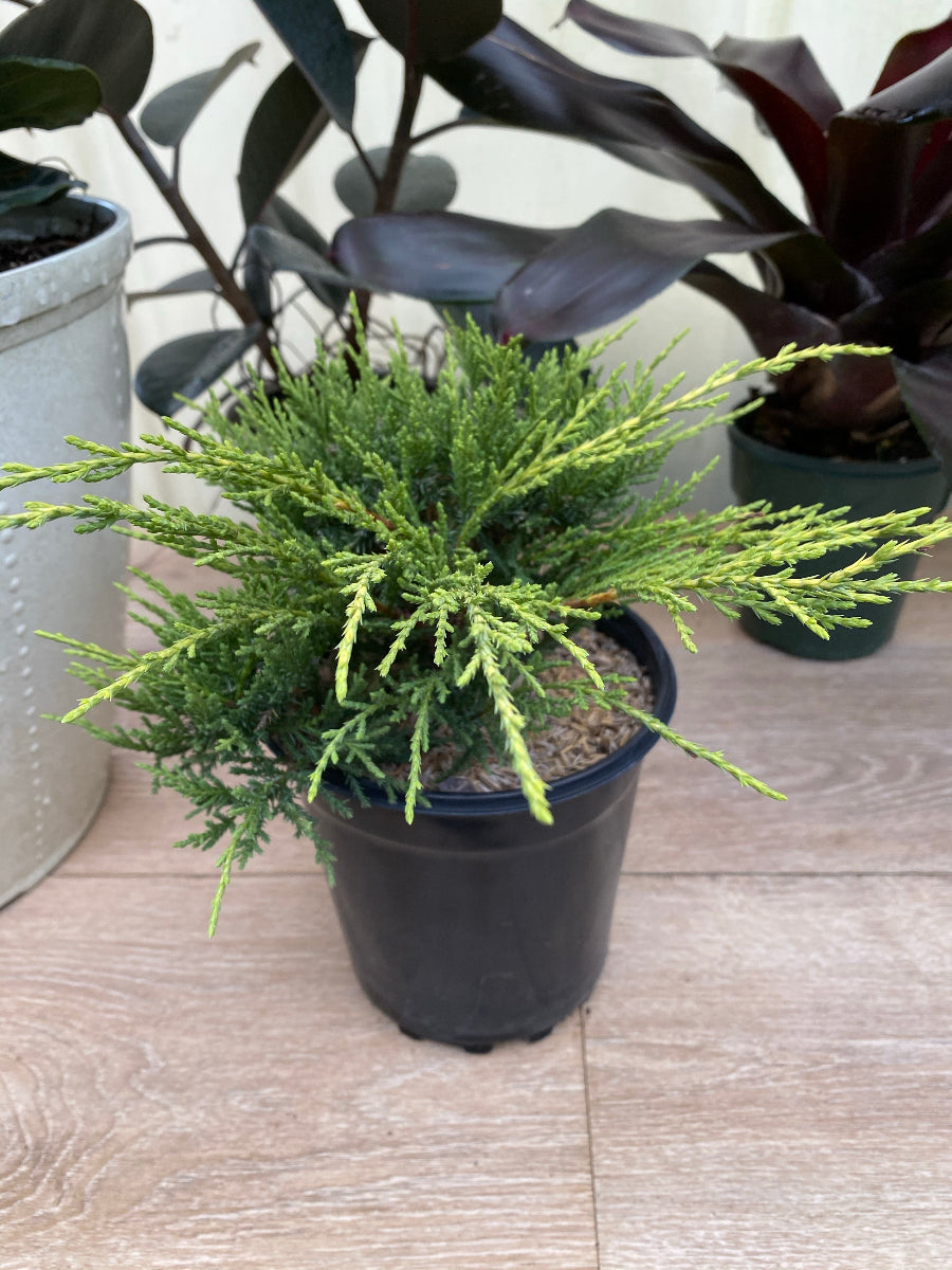 A potted Old Gold Juniper shrub.