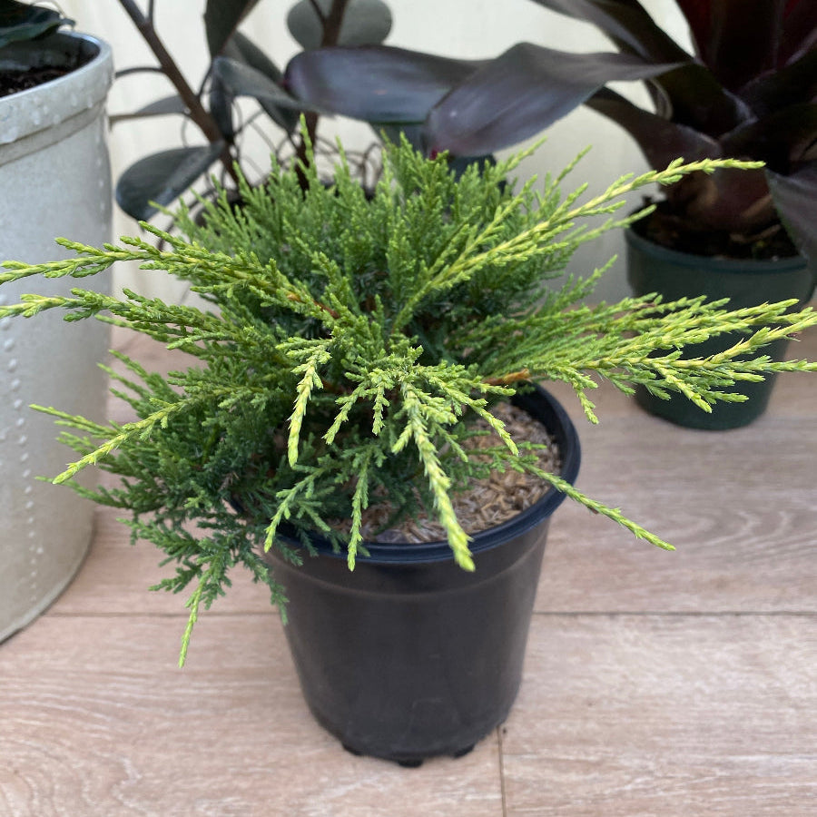 A potted Old Gold Juniper shrub.