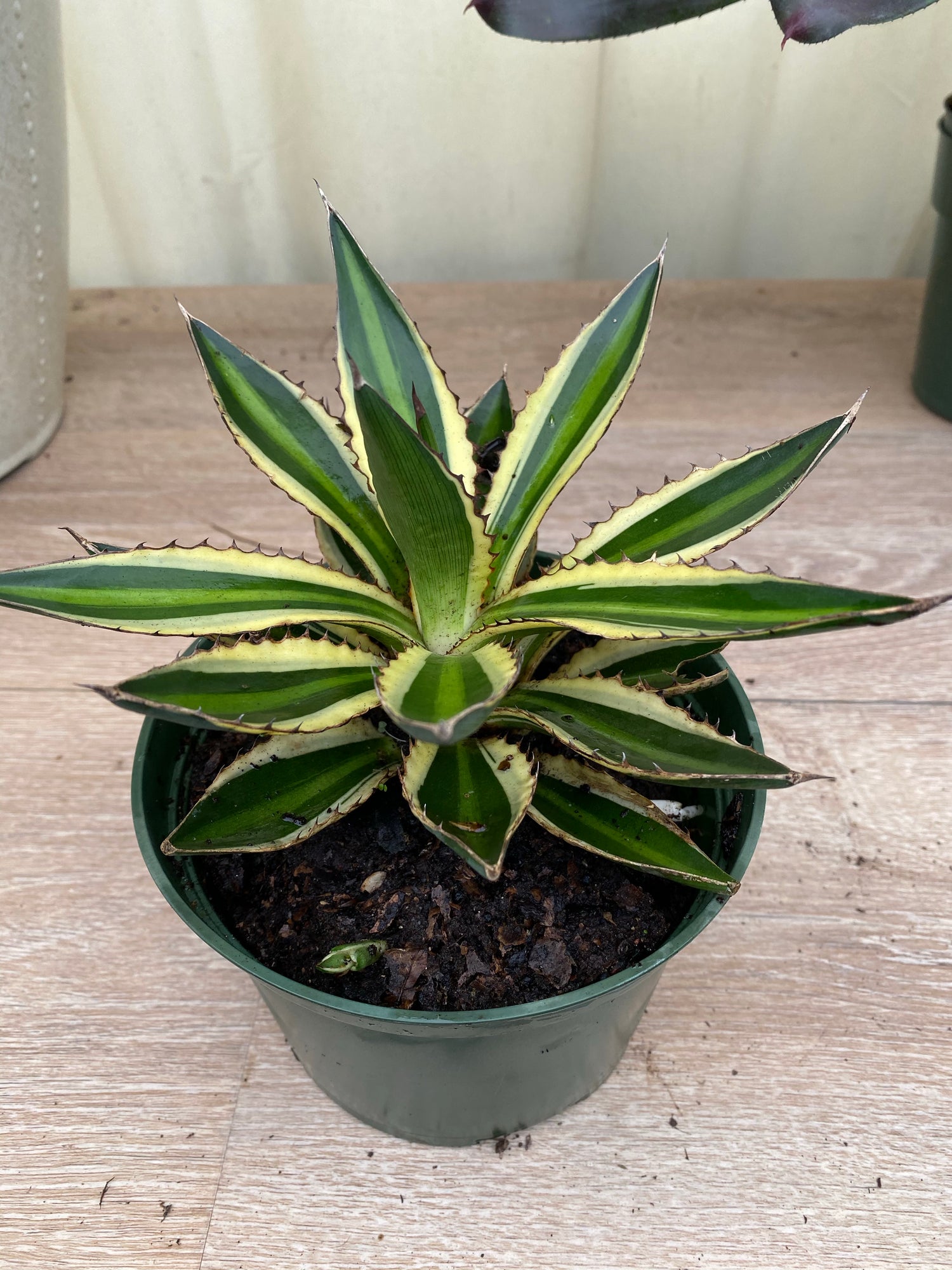 Agave lophantha &