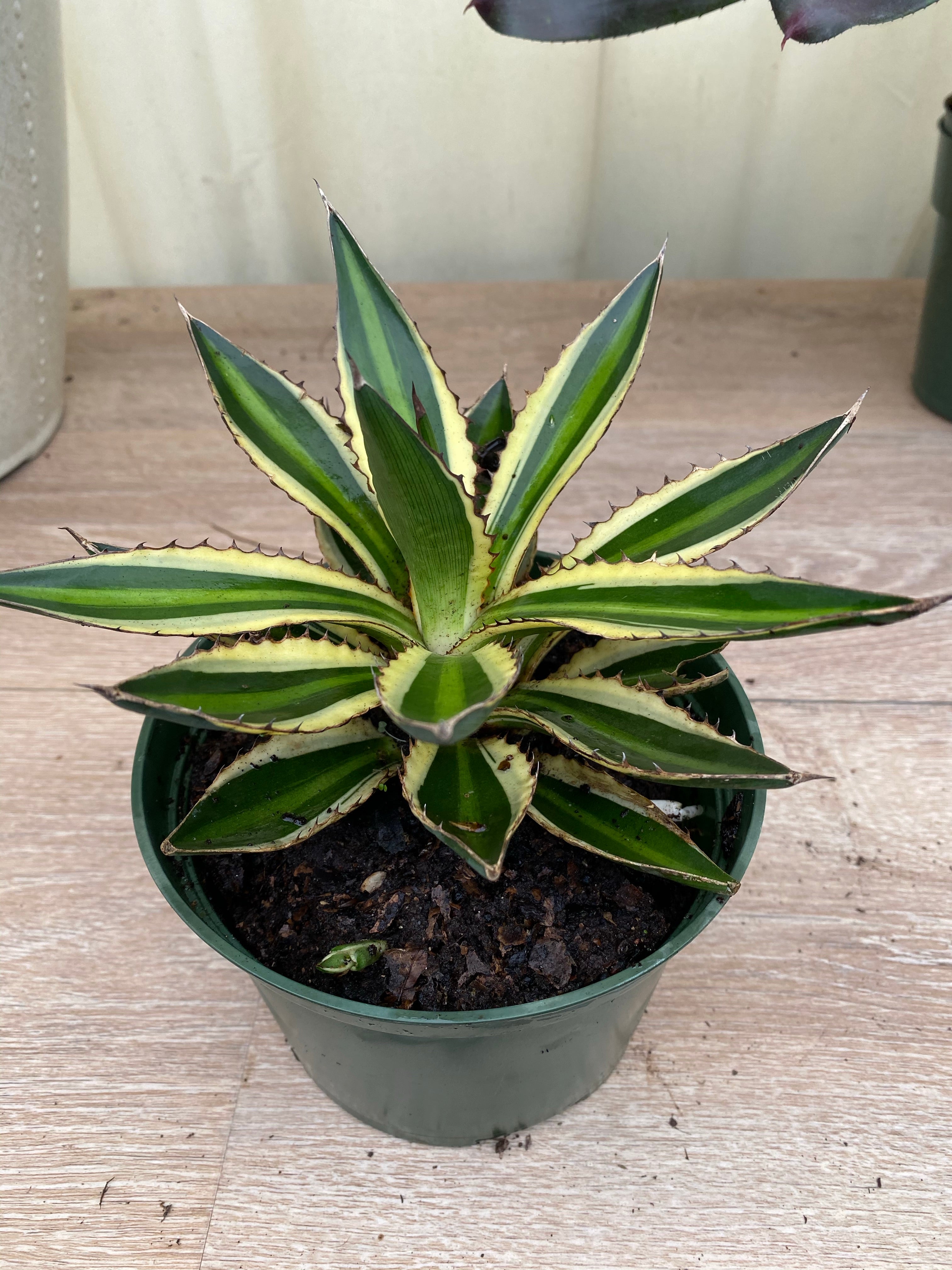 Agave lophantha &