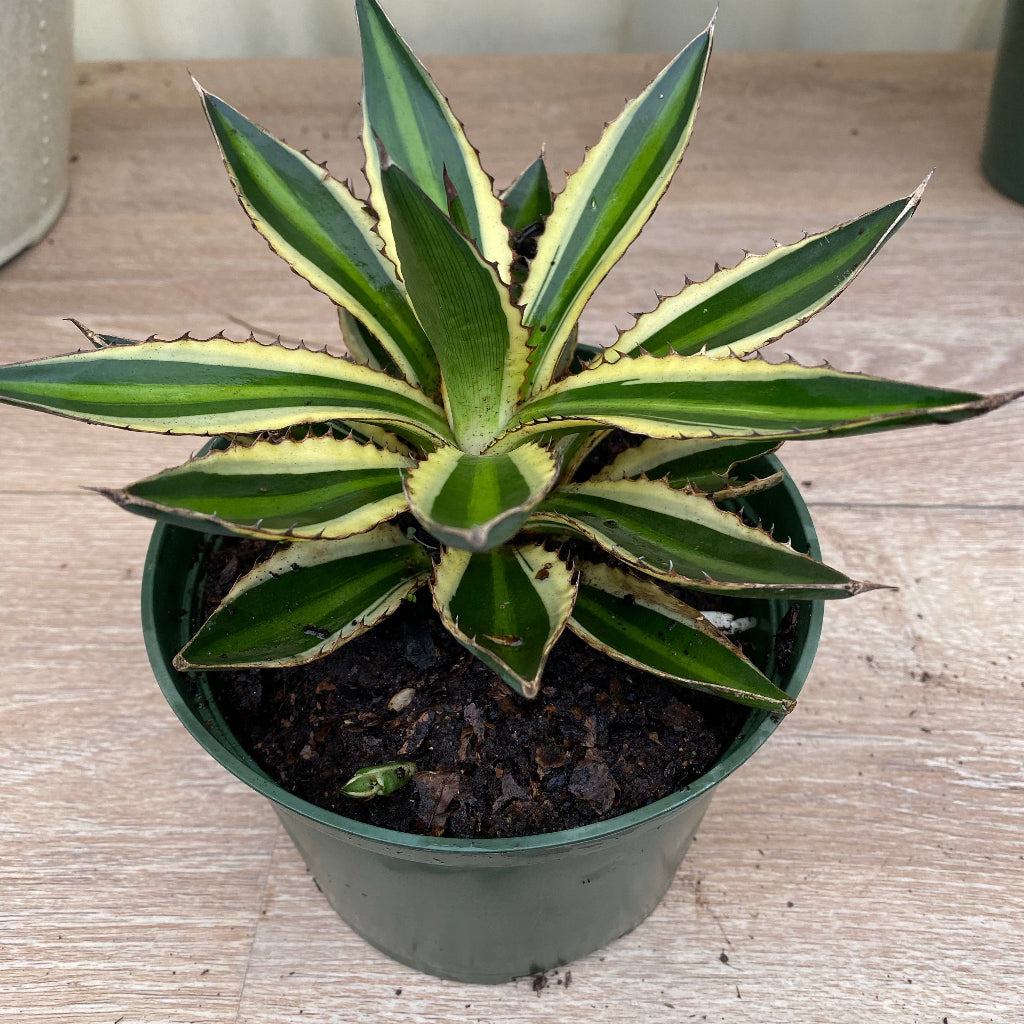 Agave lophantha &