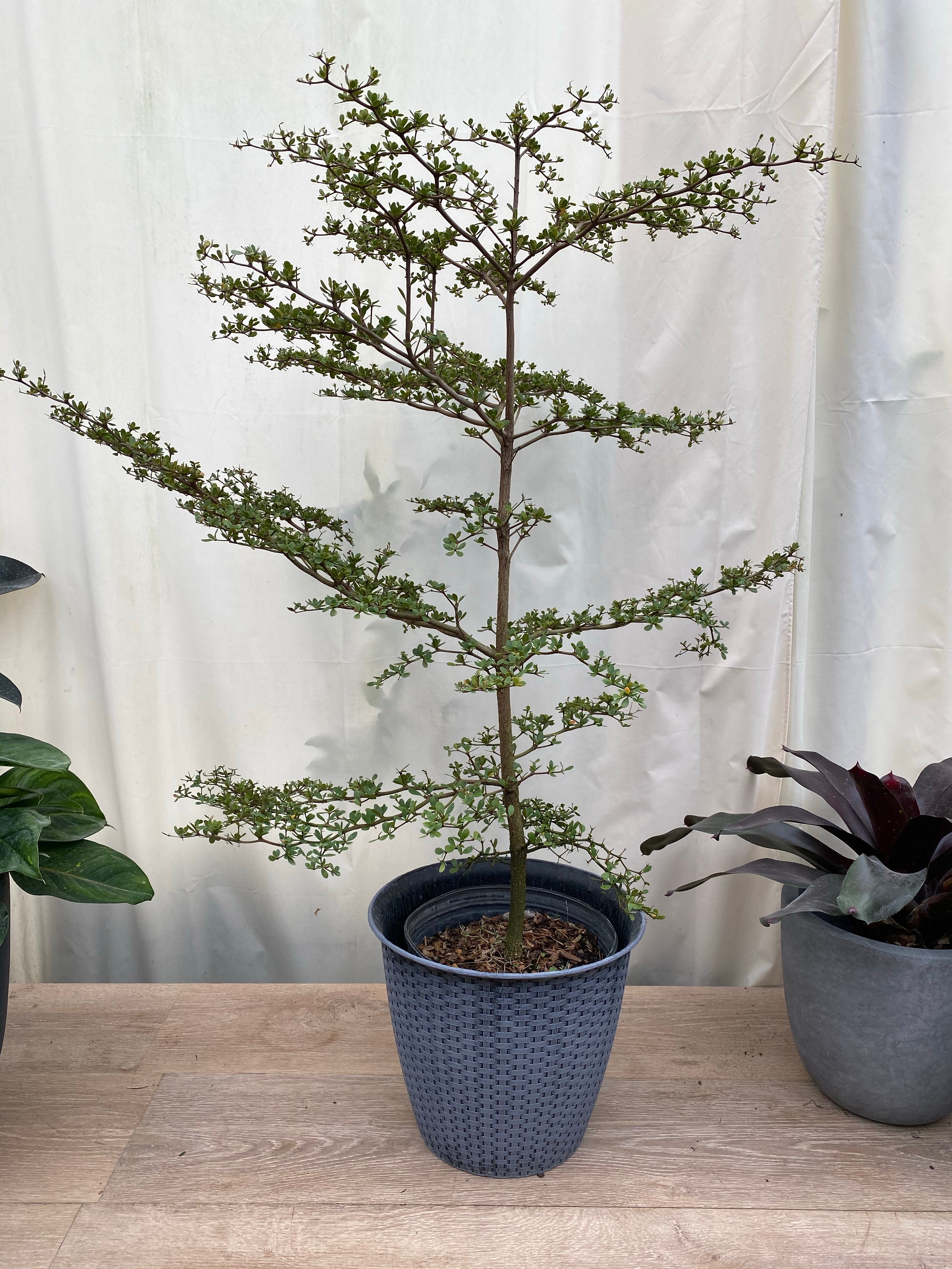 Bucida Spinosa, Spiny Black Olive
