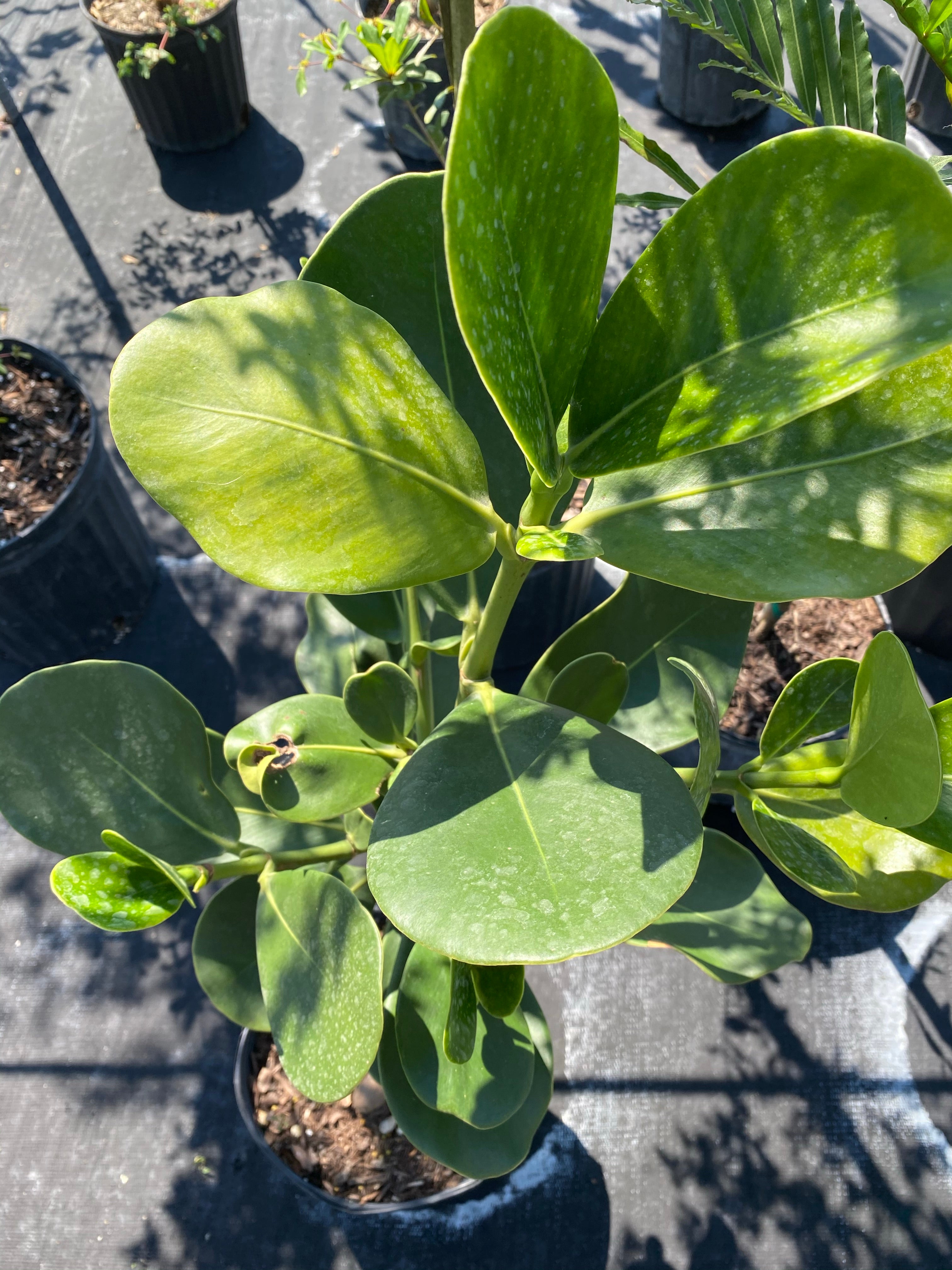 upper view of Clusia Rosea Pitch Apple Tree Form