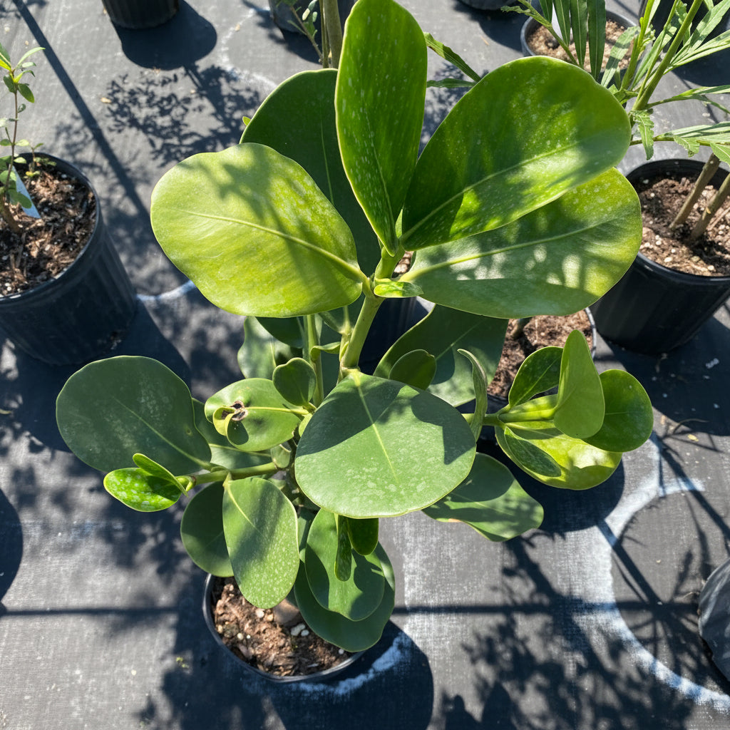 upper view of Clusia Rosea Pitch Apple Tree Form