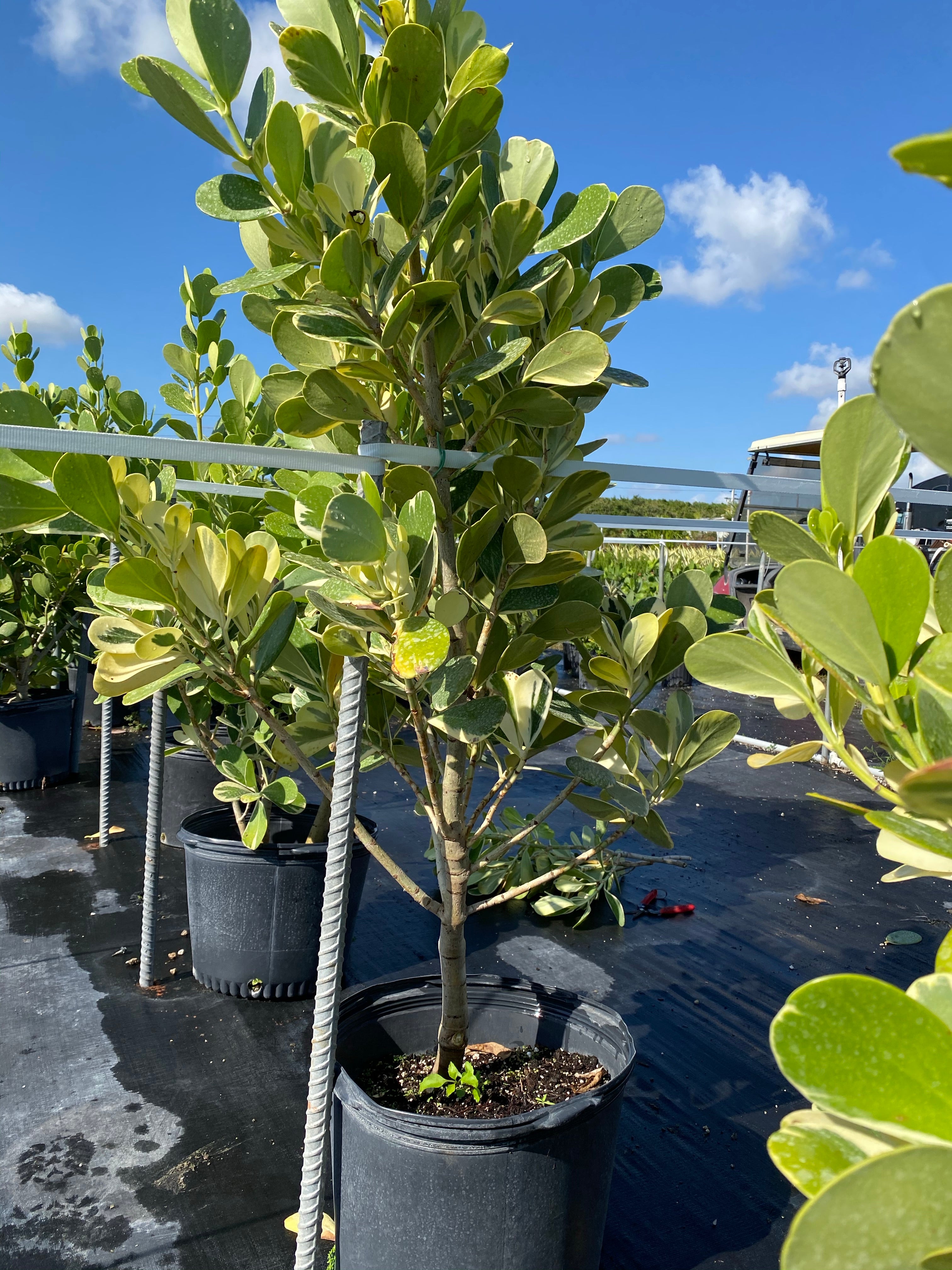 full view of Clusia Guttifera Tree Form Variegated in a pot