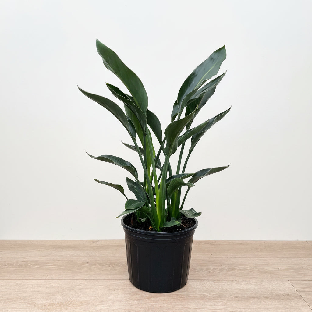 Orange Bird of Paradise, Strelitzia Reginae in grower pot with tall upright stems and lush green paddle-shaped leaves, ideal for bright indoor spaces and tropical outdoor landscapes.