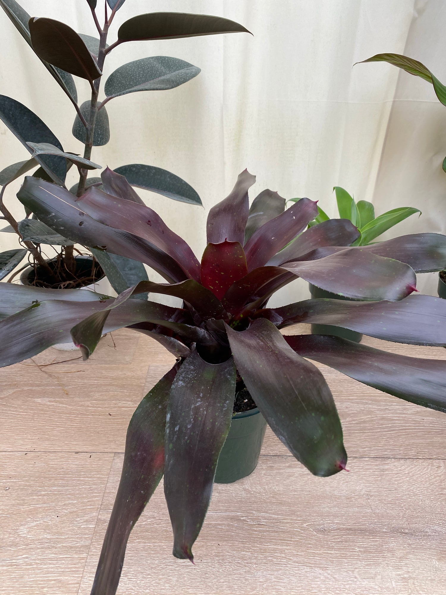 Bromeliad, Neoregelia Royal Burgundy