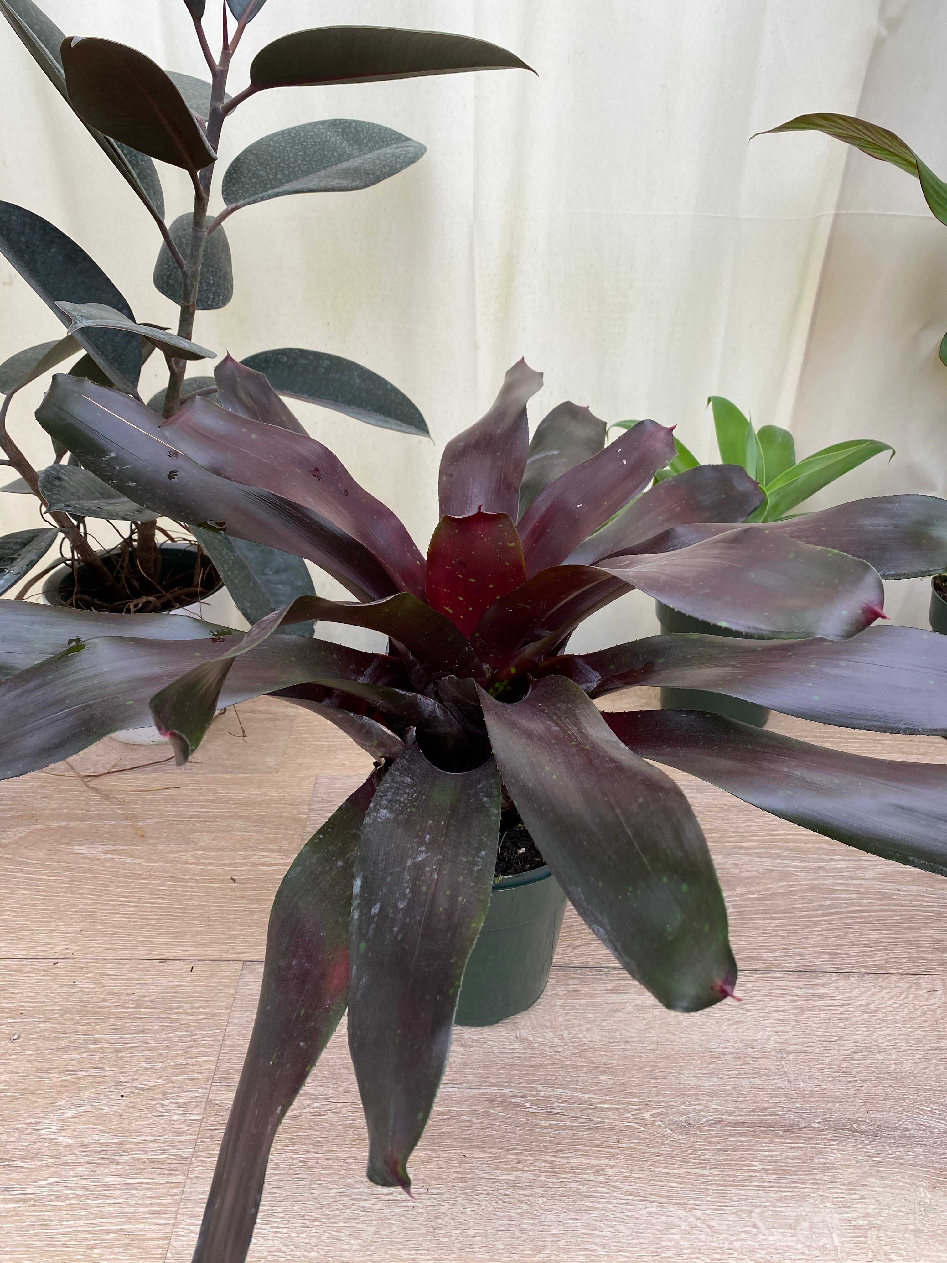 Bromeliad, Neoregelia Royal Burgundy