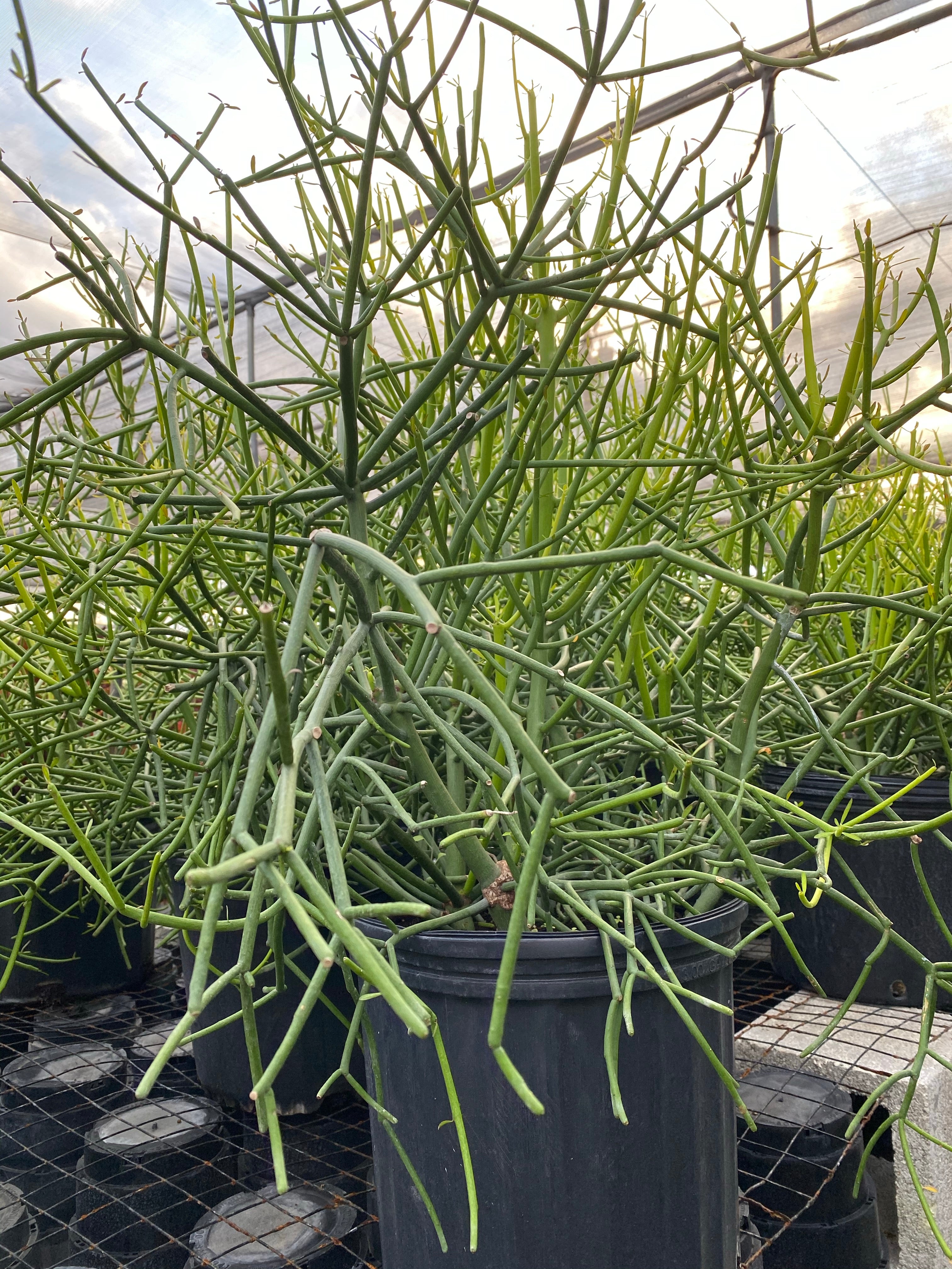 Euphorbia Pencil Tree Cactus, Milk Bush, Sticks of Fire