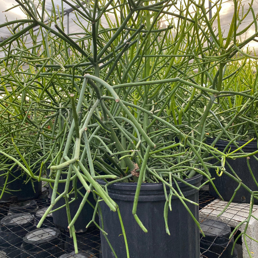 A potted Euphorbia Pencil Tree Cactus