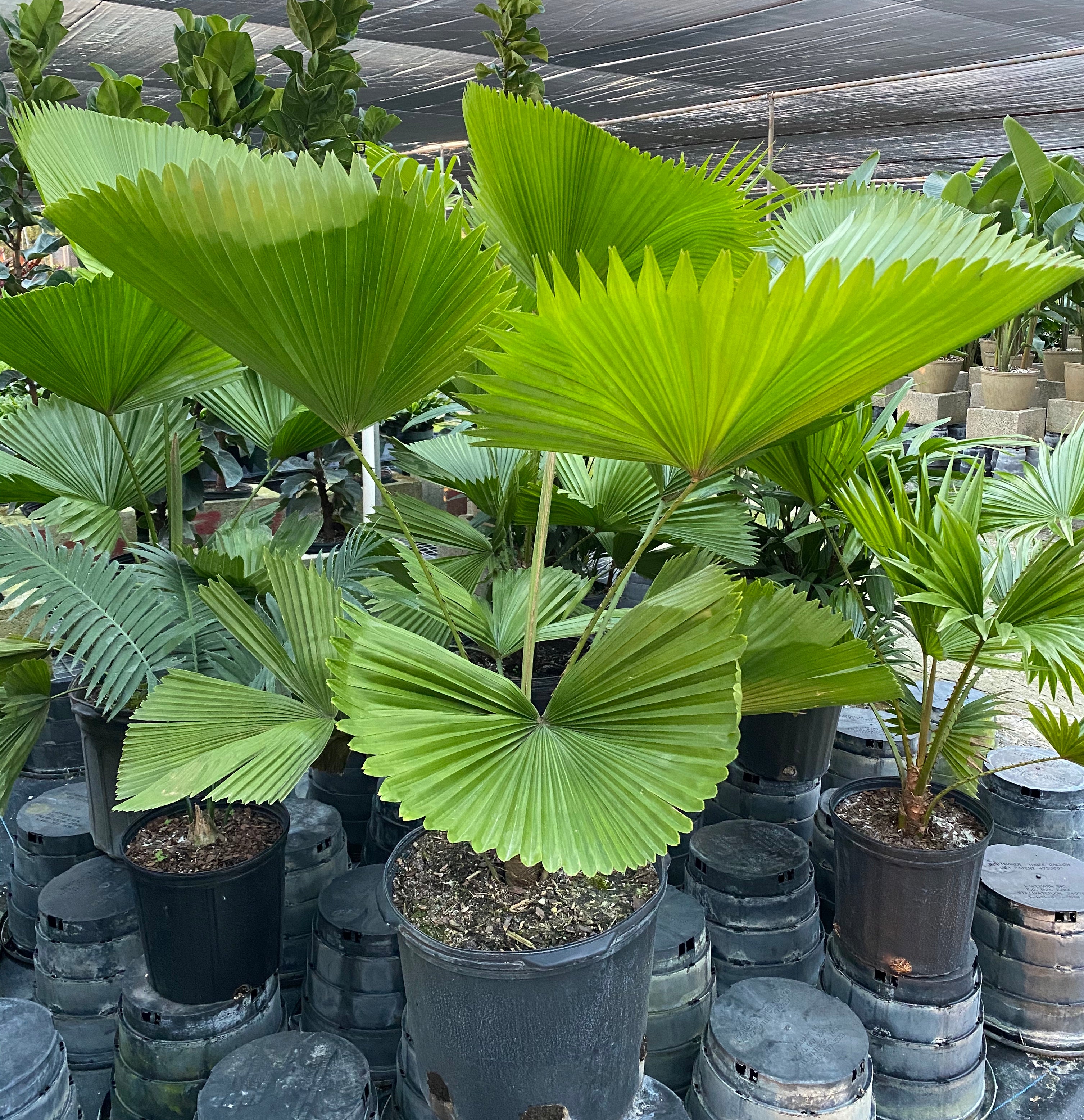 Licuala Grandis Fan Palm Tree, Rare and Exotic