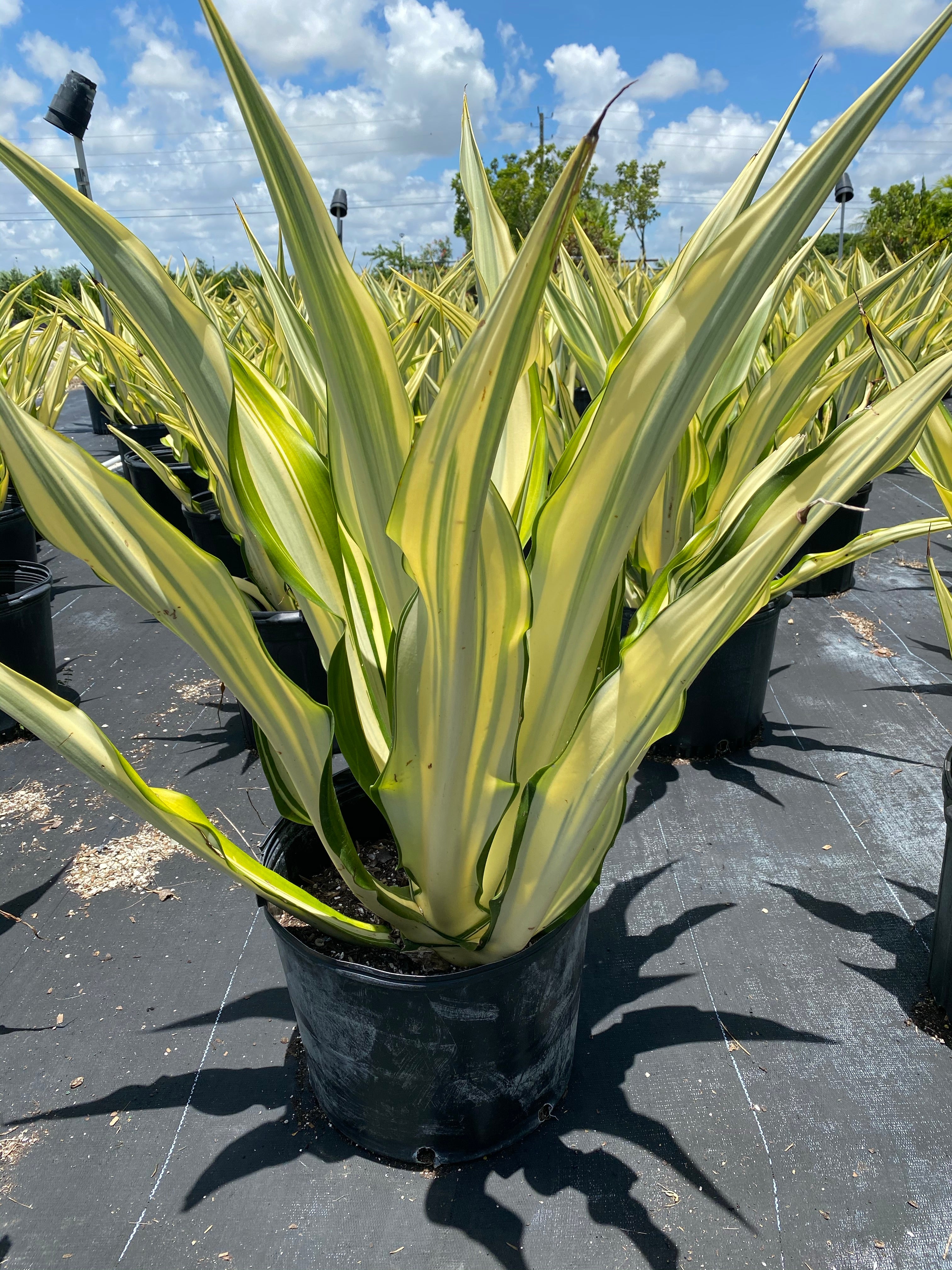 outside view of False Agave, Variegated Agave