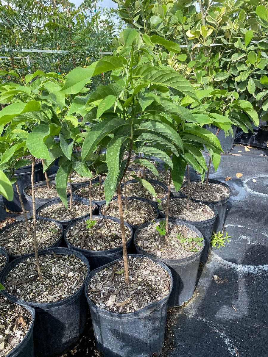 A close-up view of several young Sugar Apple