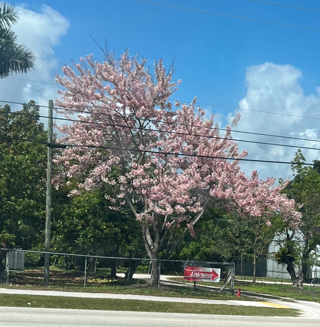 Cassia Bakeriana Pink Showers Flower Tree outside of a home