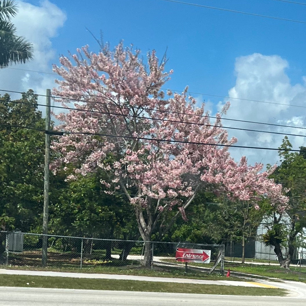 Cassia Bakeriana Pink Showers Flower Tree outside of a home