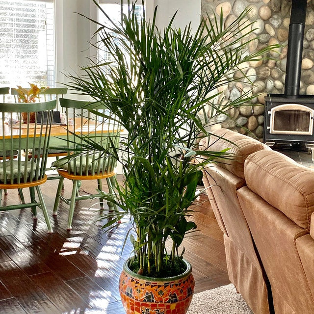 tall lucky bamboo for sale Bamboo Palm, Chamaedorea Seifrizii Live Plant Air Purifier