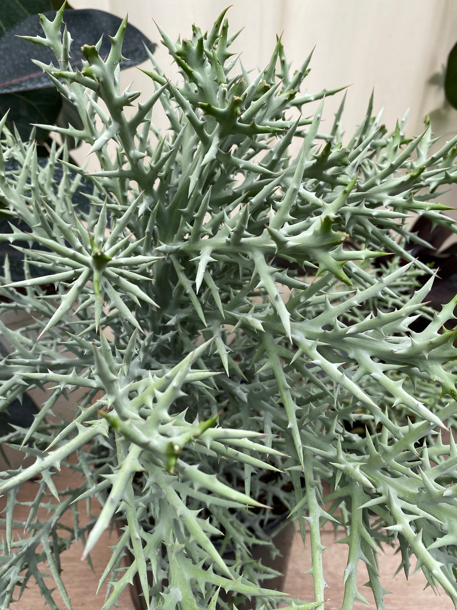Euphorbia Stenoclada Exotic African Cactus