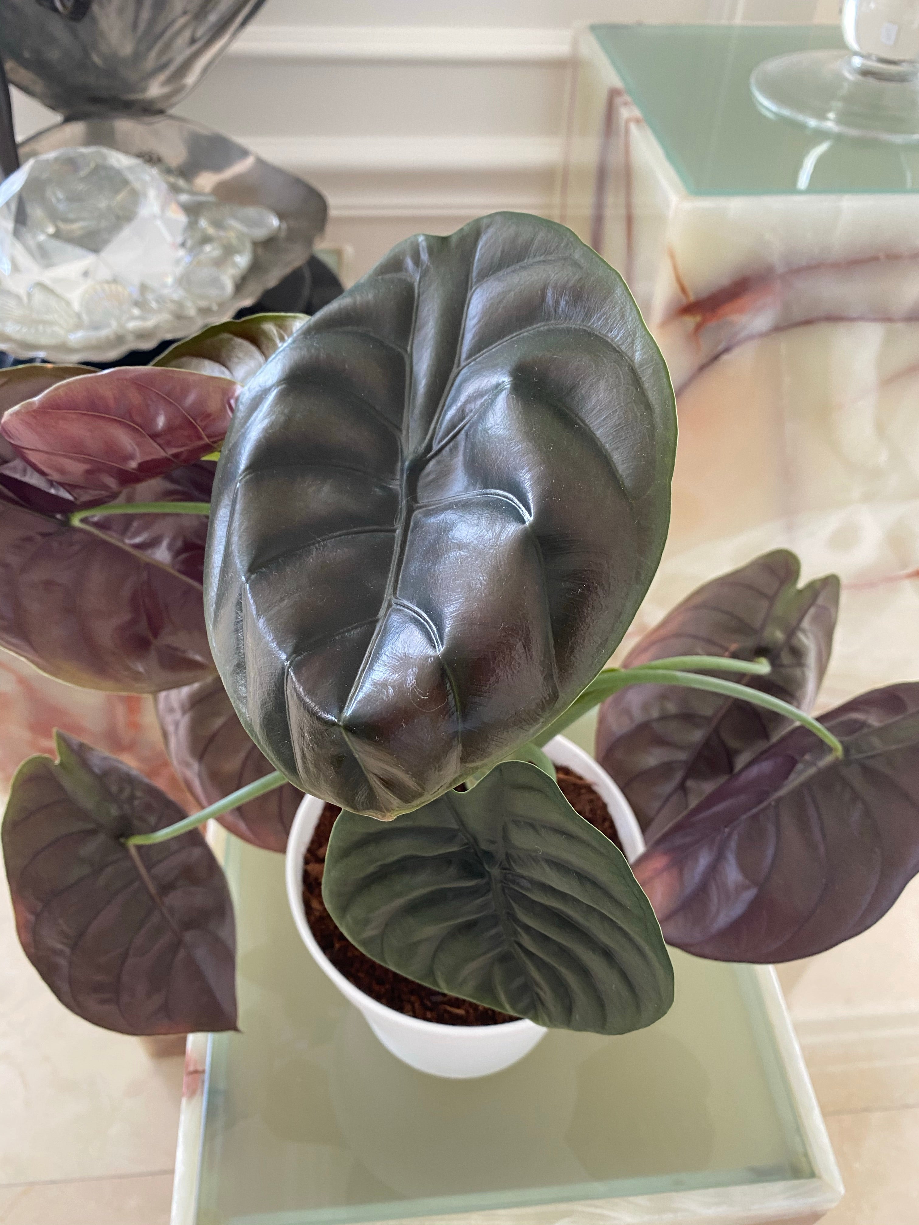 upper view of leaves of Alocasia Cuprea Red Secret