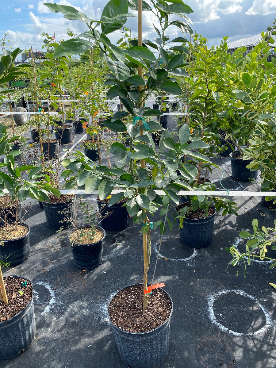 Young potted Navel Orange tree sapling in an outdoor nursery.