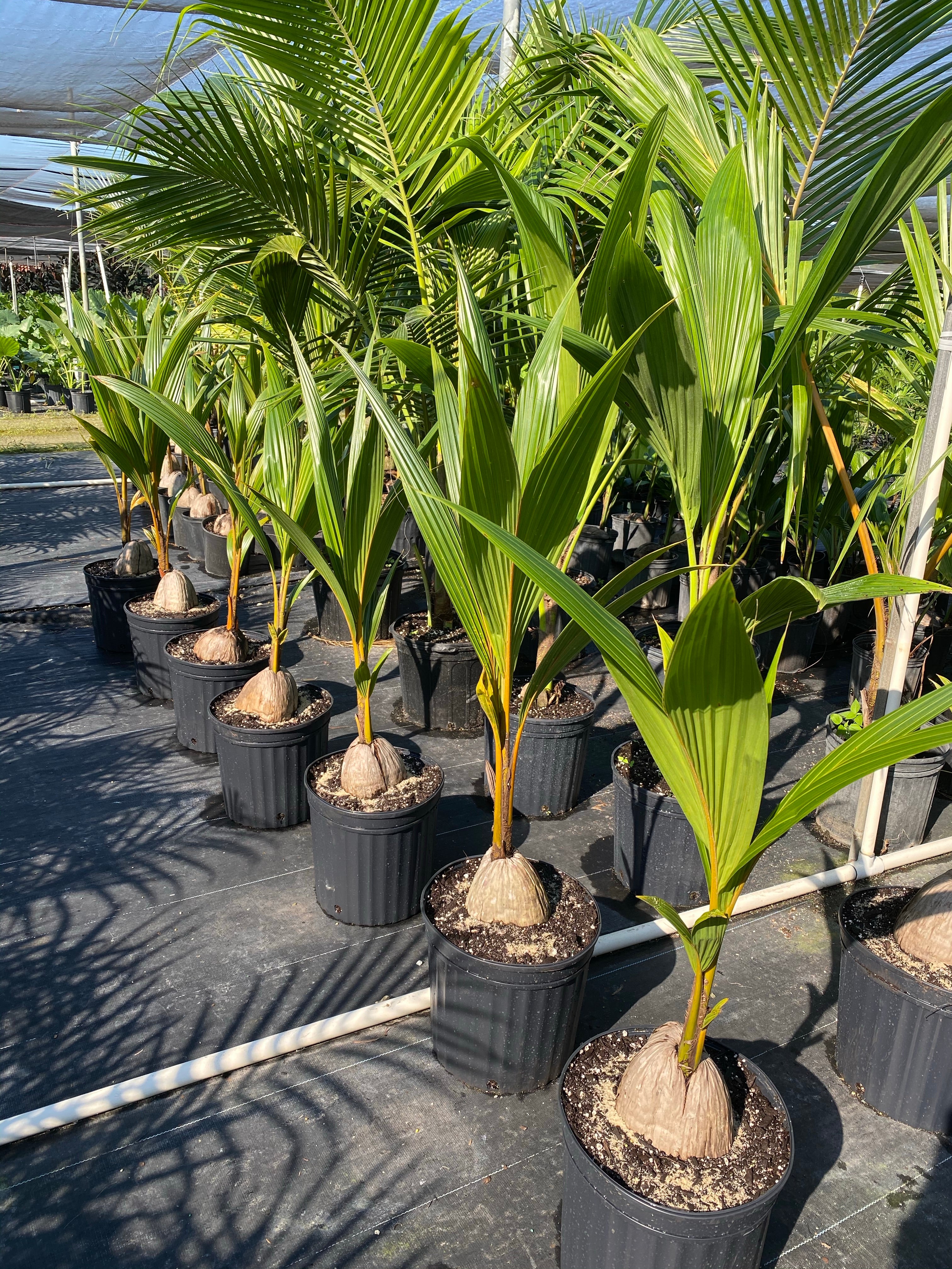 Coconut Palm Tree, Gold Malayan Cocos nucifera