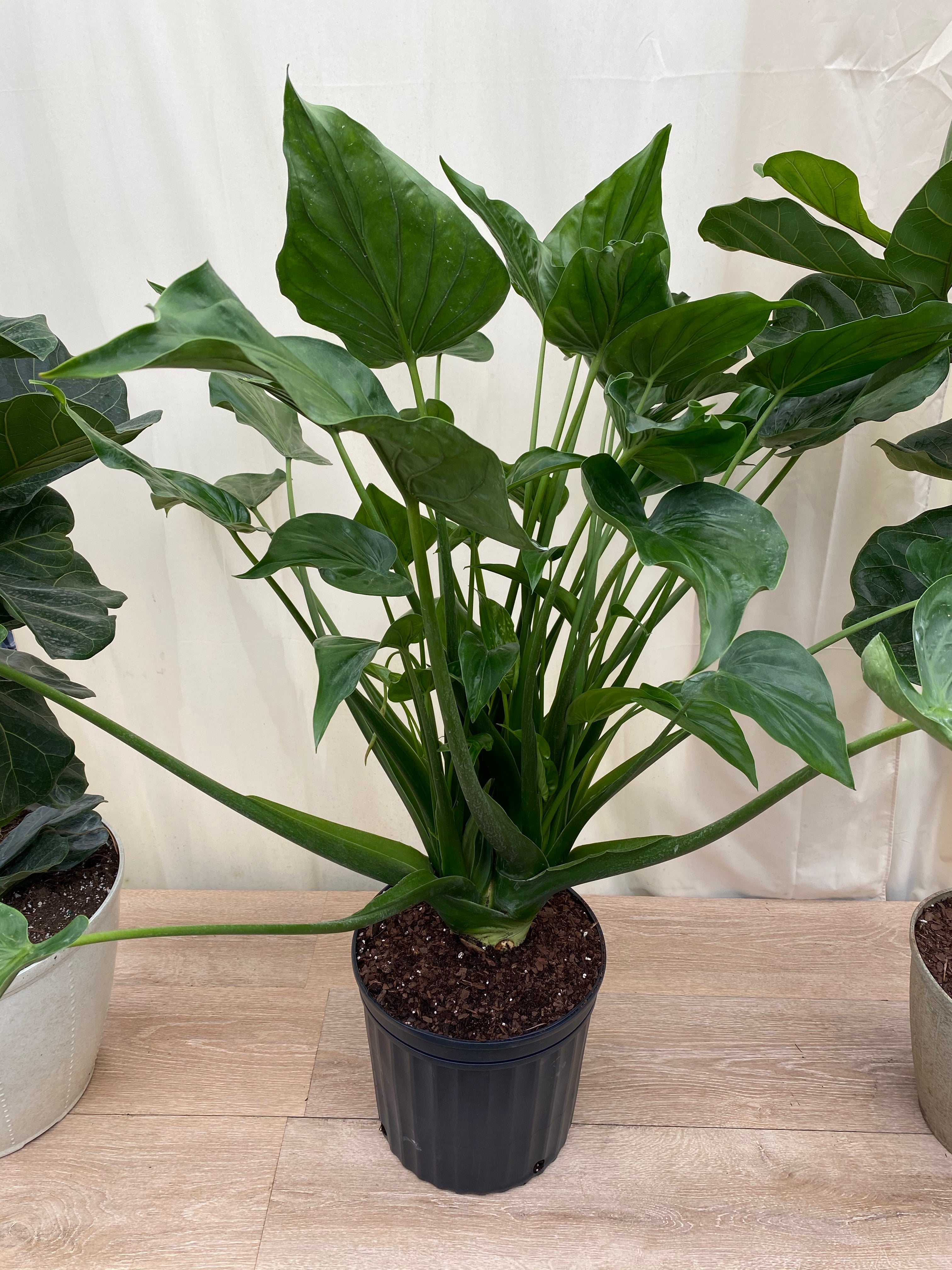Alocasia Tiny Dancers, Live Tropical Indoor Plant