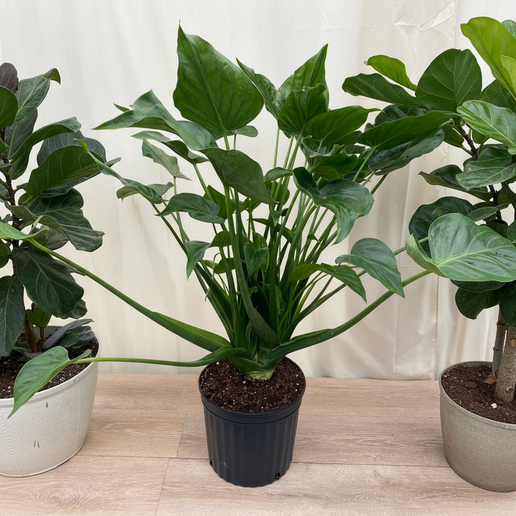 Alocasia Tiny Dancers, Live Tropical Indoor Plant
