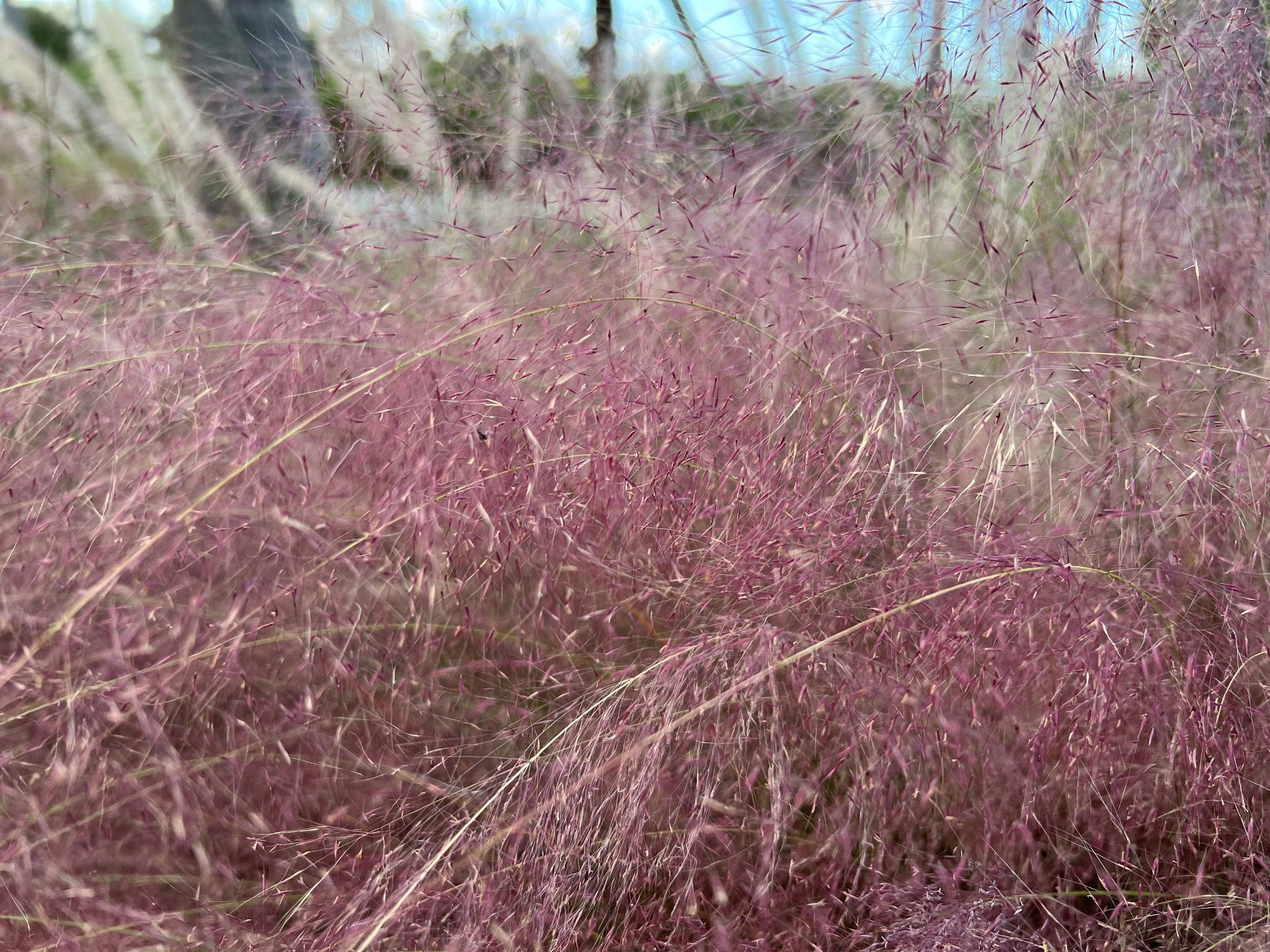 Pink Muhly Grass Pink Cloud