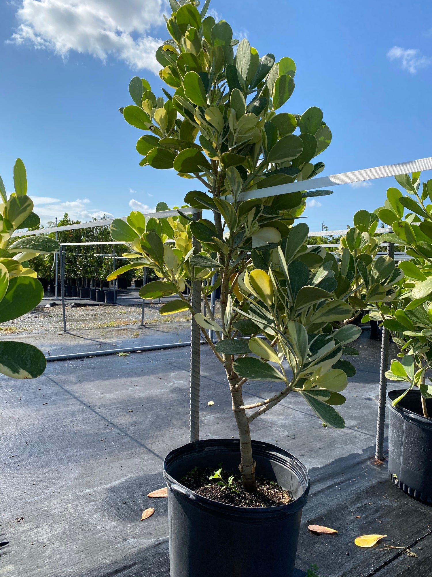 Clusia Guttifera Tree Form Variegated in a pot
