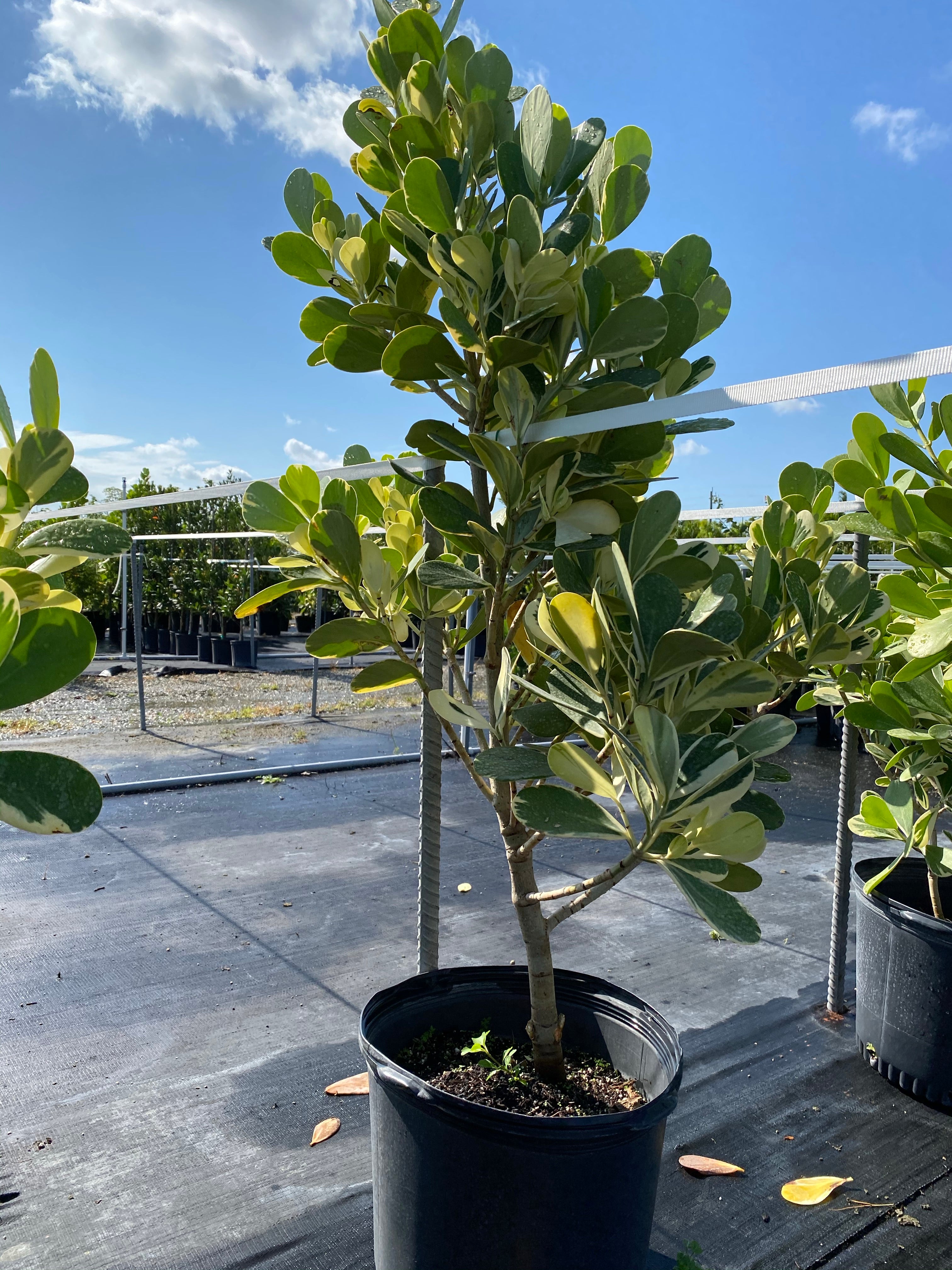 Clusia Guttifera Tree Form Variegated in a pot