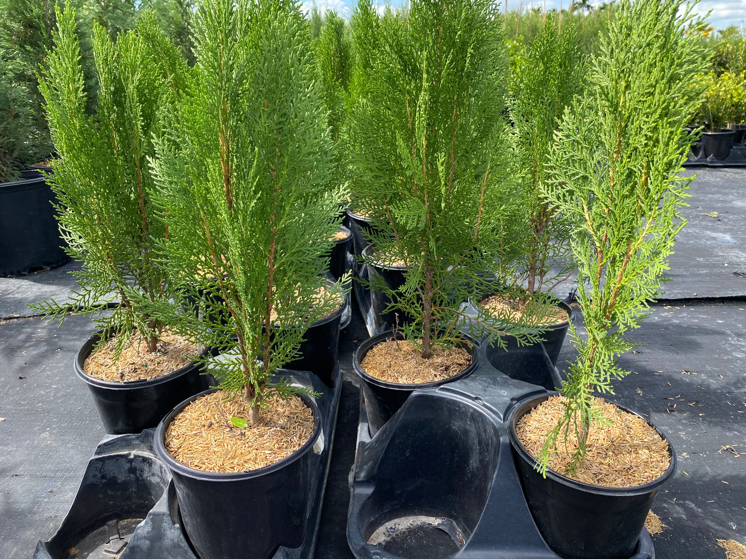 Emerald Green Arborvitae Occidentalis