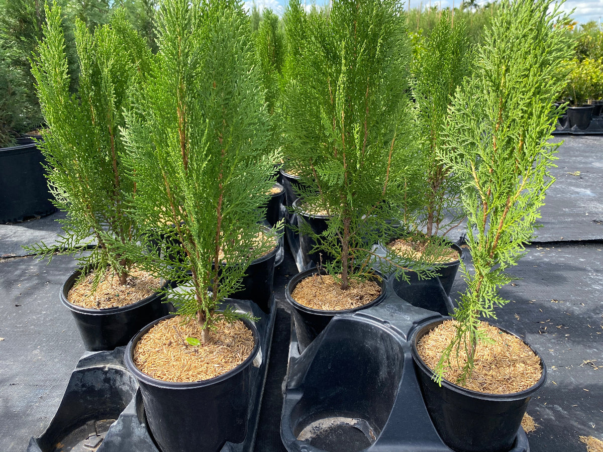 Rows of potted Emerald Green Arborvitae Occidentalis trees in an outdoor nursery.