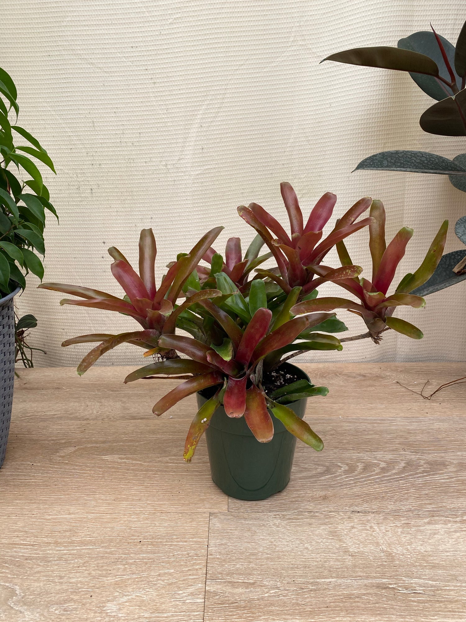 Bromeliad, Neoregelia Fireball