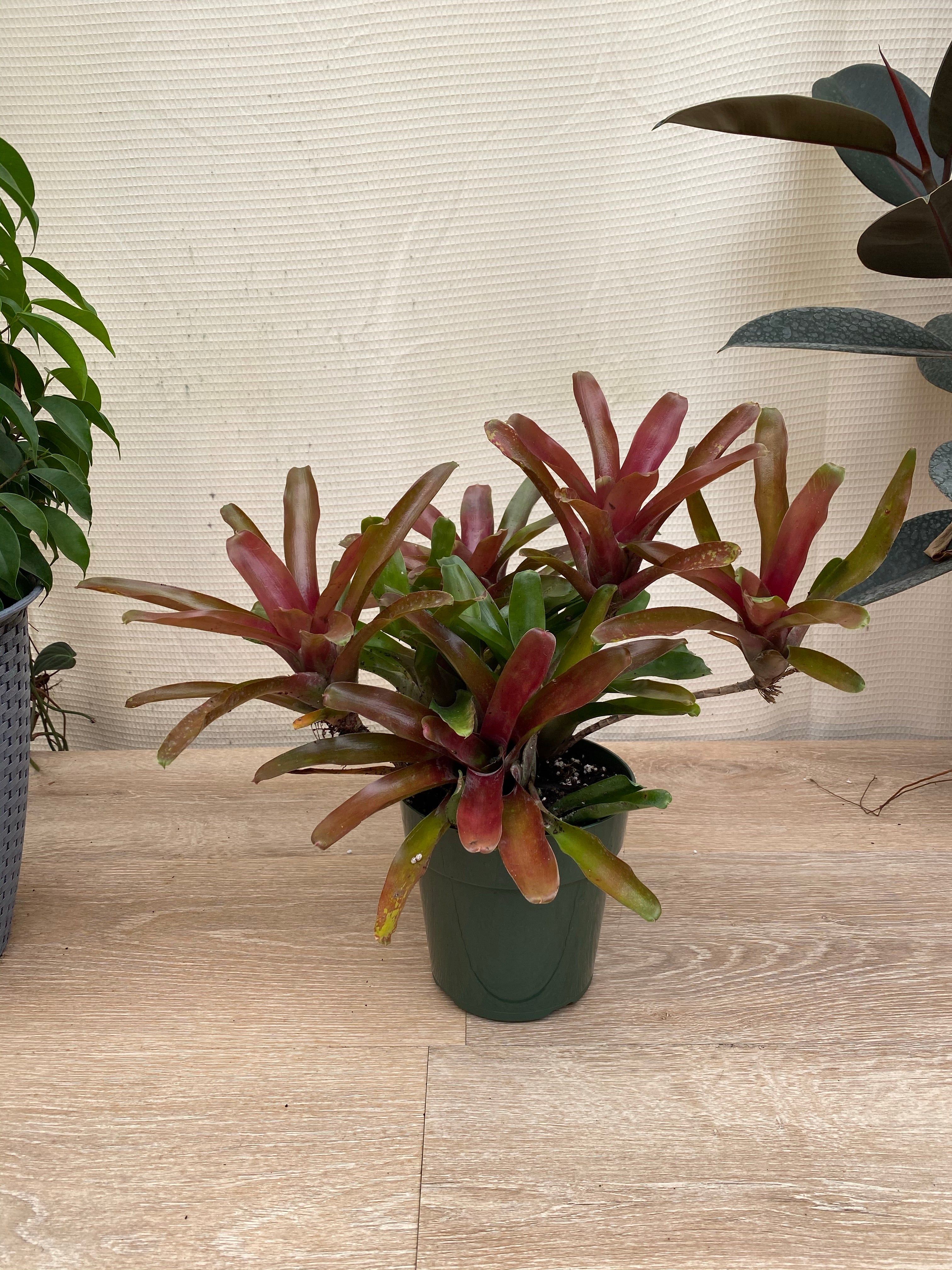 Bromeliad, Neoregelia Fireball