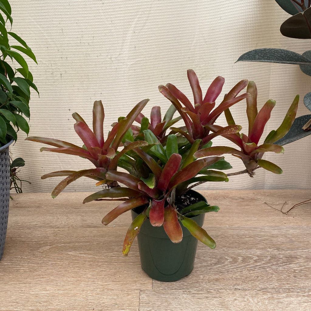 Bromeliad, Neoregelia Fireball in a 6in pot