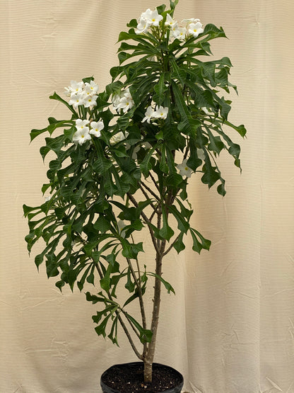 Bridal Bouquet Plumeria Flowering Tree