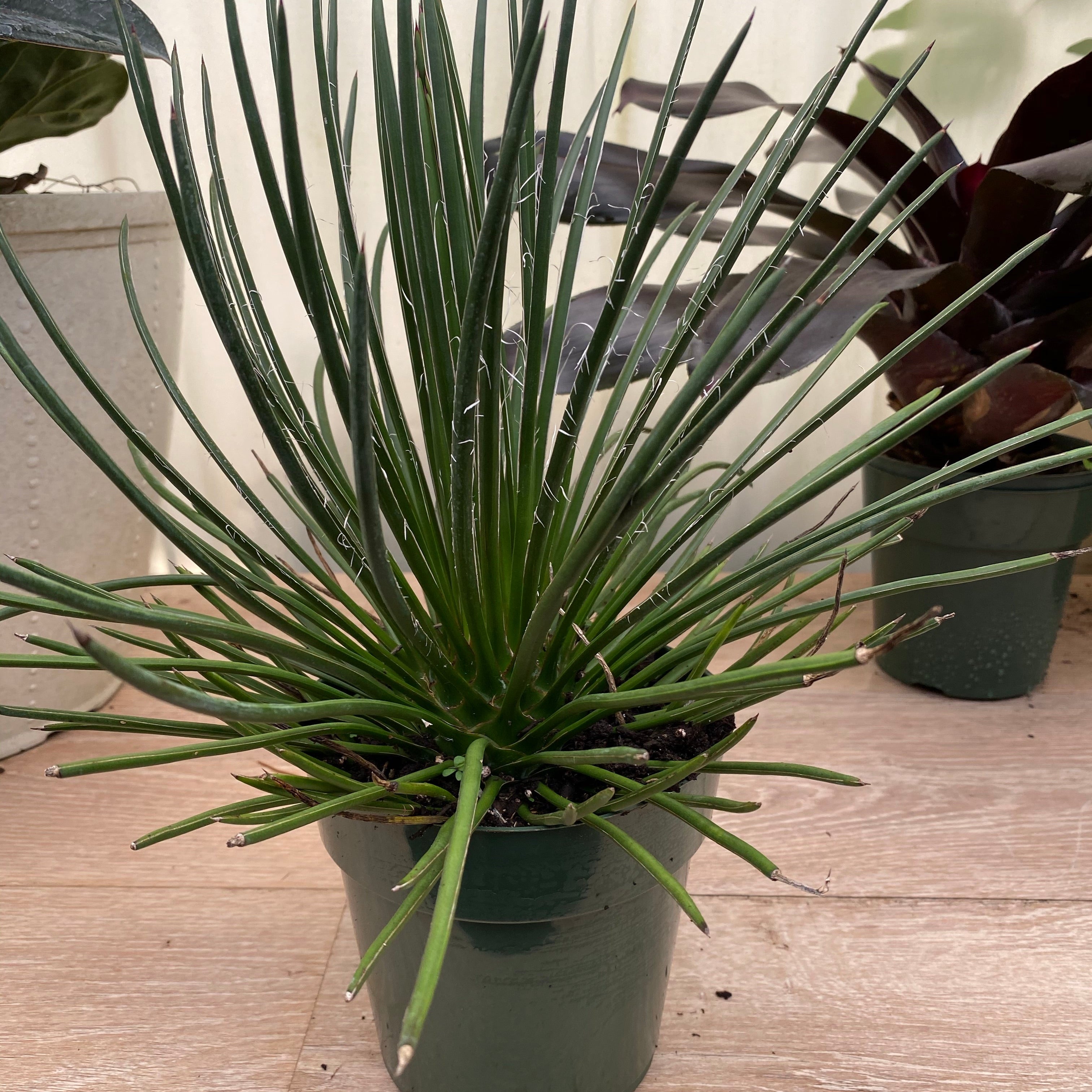 A compact Agave Geminiflora plant with needle-like leaves and copper tips, forming a neat globe shape. 1gal Pot