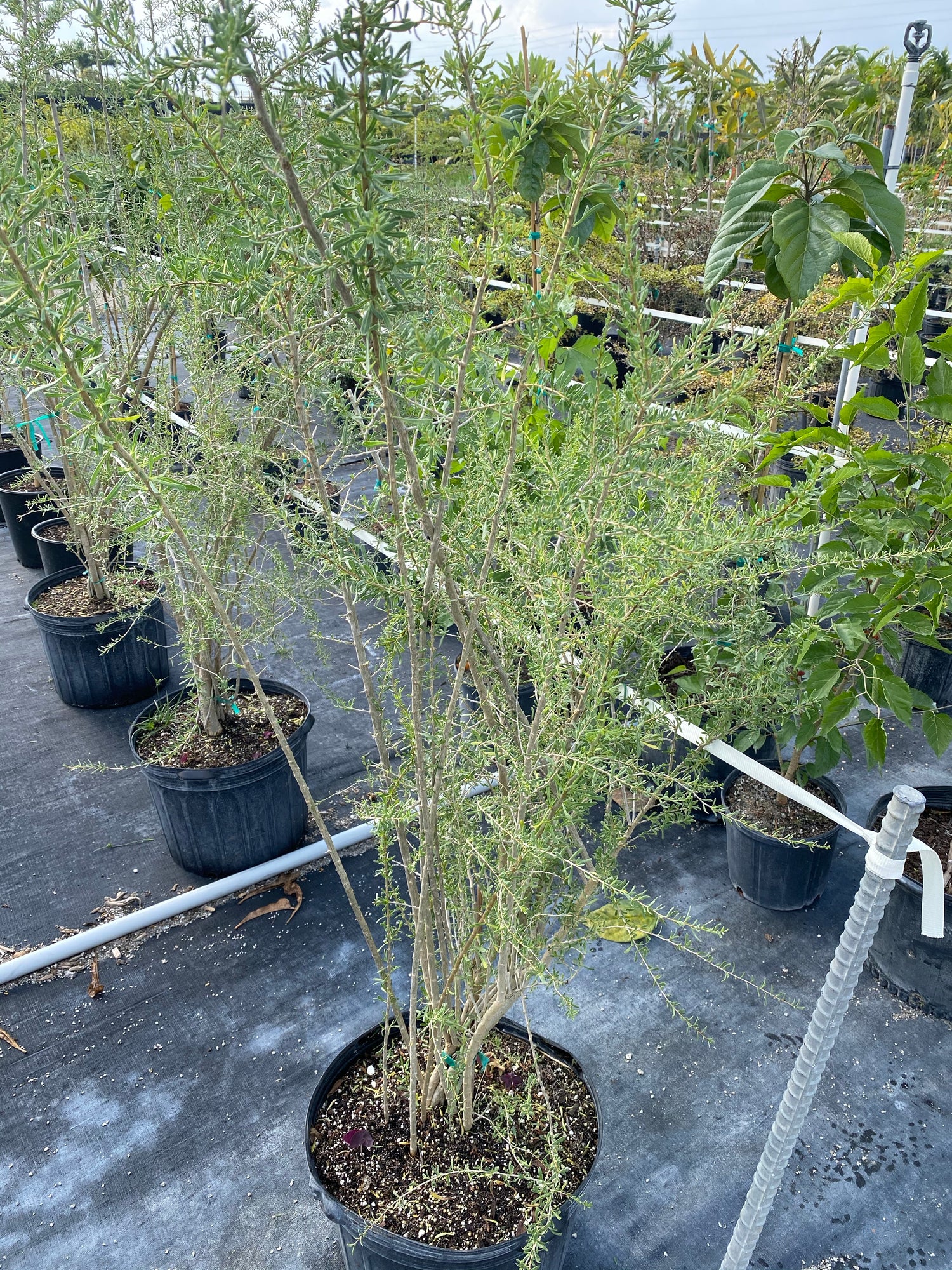 Christmas Berry Fruit Tree, Lycium carolinianum