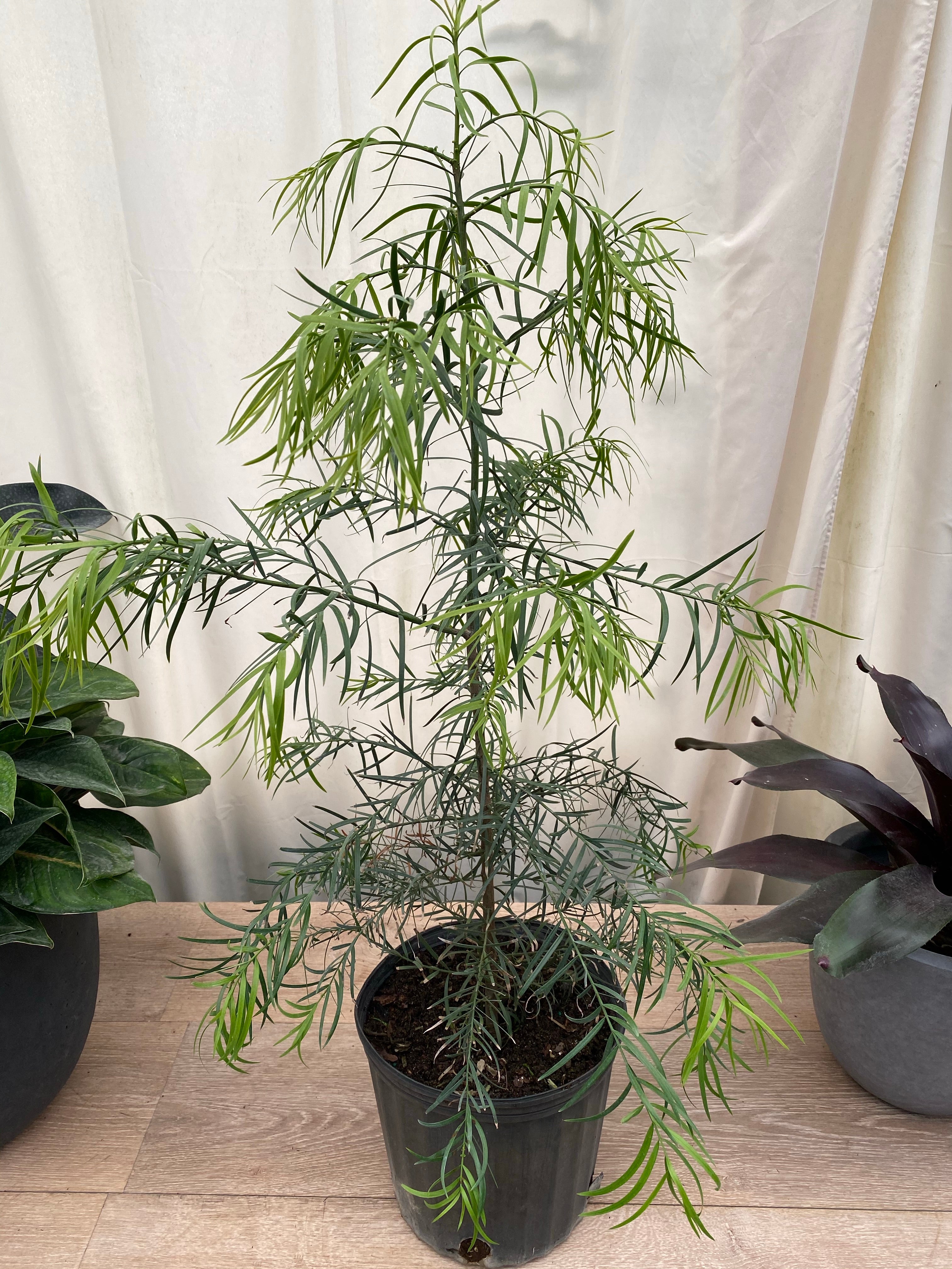 Podocarpus Glacillor Tree, Fern Pine Weeping