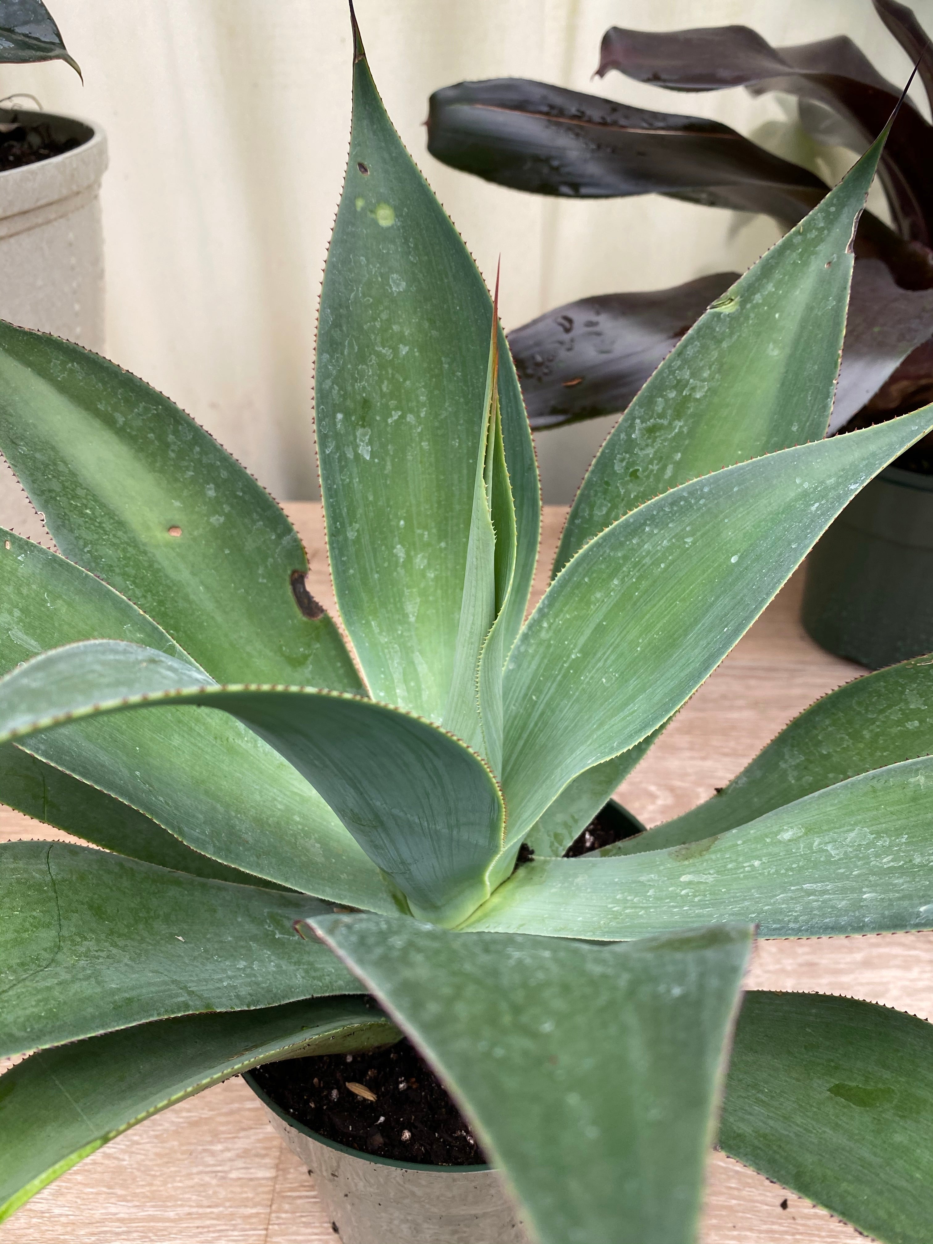 Agave Blue Fantastic, Agave Attenuata