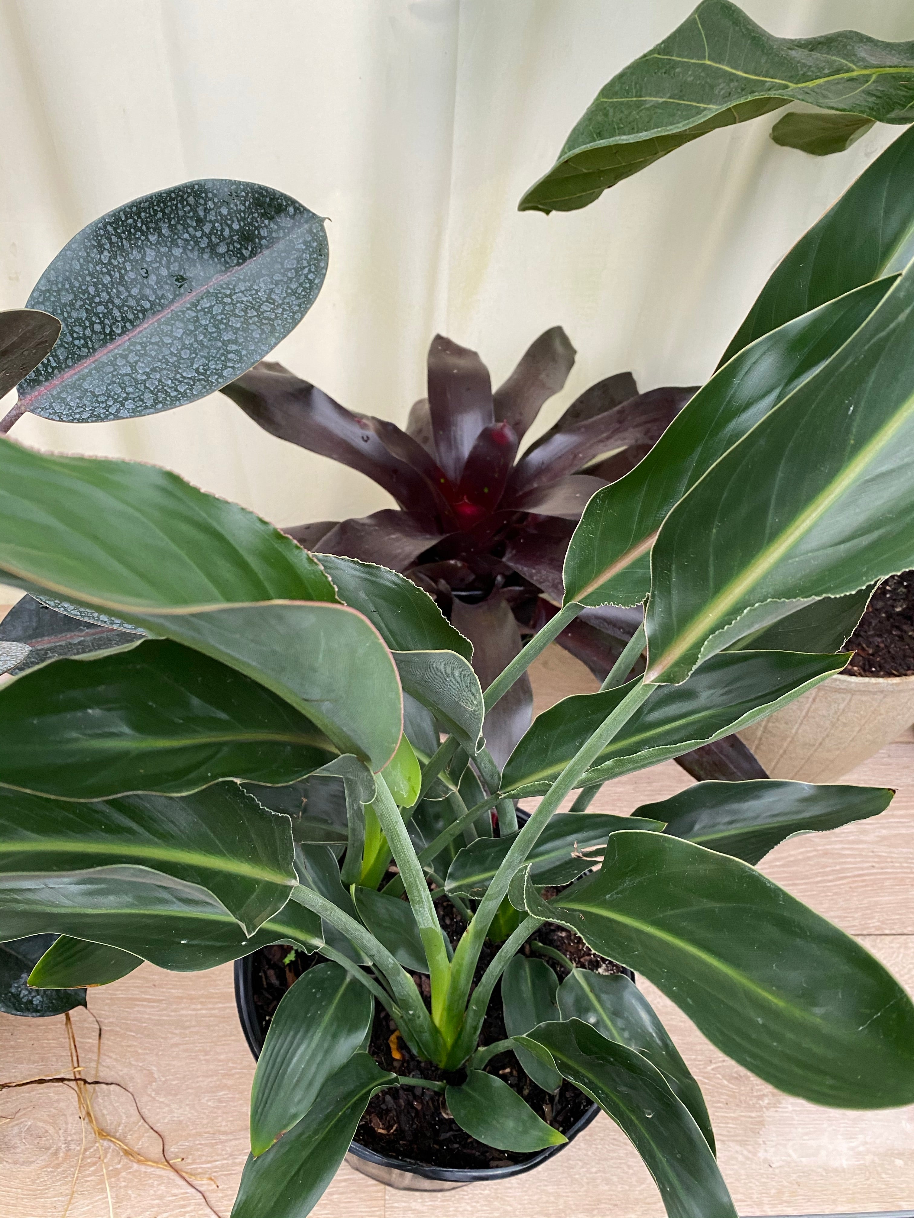 leaves of Orange Bird of Paradise, Strelitzia Reginae