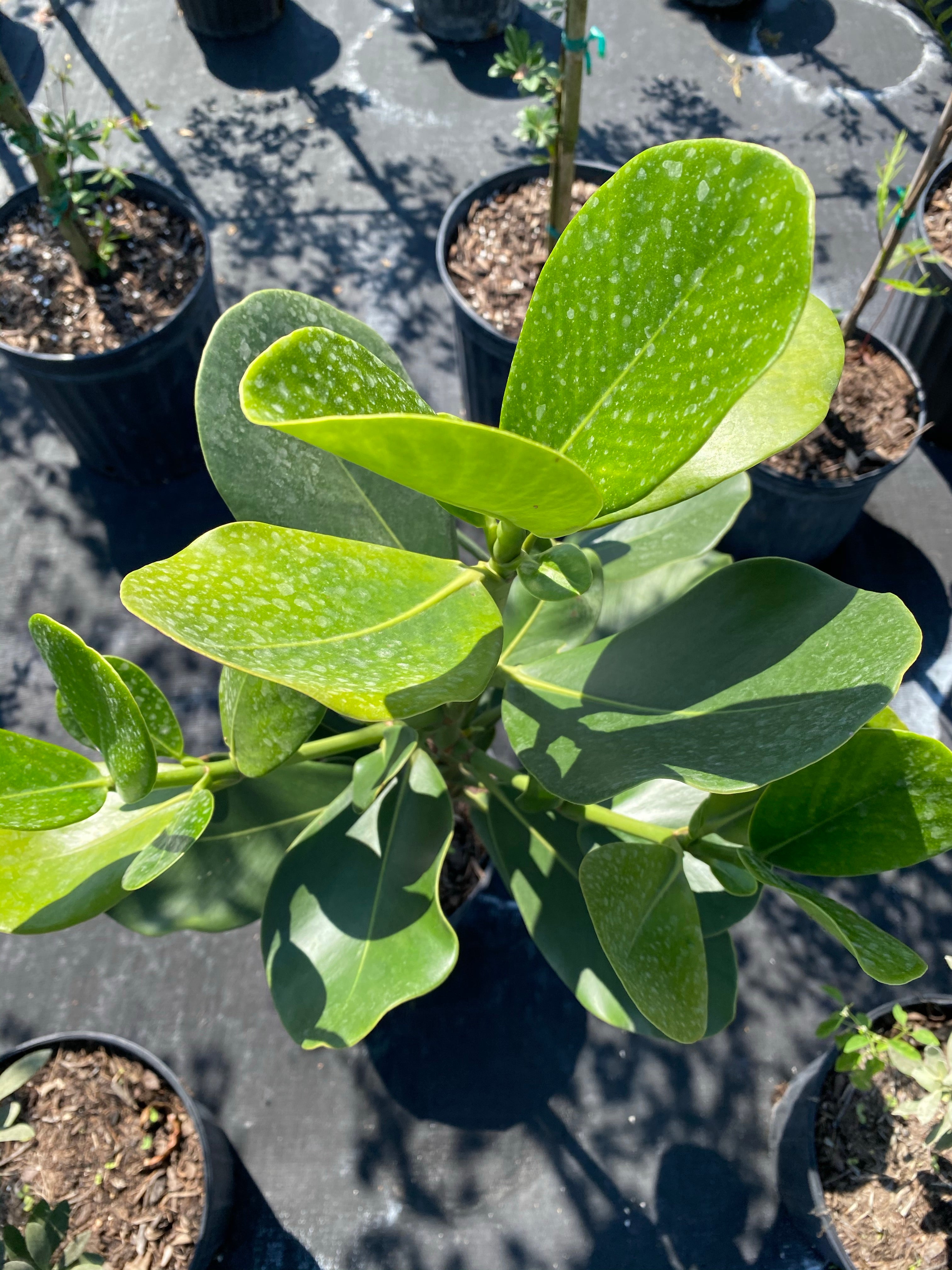 Clusia Rosea Pitch Apple Tree Form closeup view