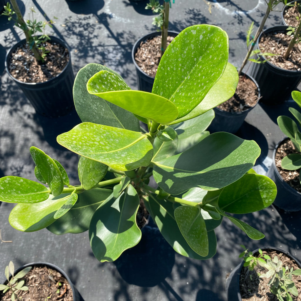 Clusia Rosea Pitch Apple Tree Form closeup view