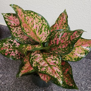 Aglaonema Wishes, Chinese Evergreen Variegated